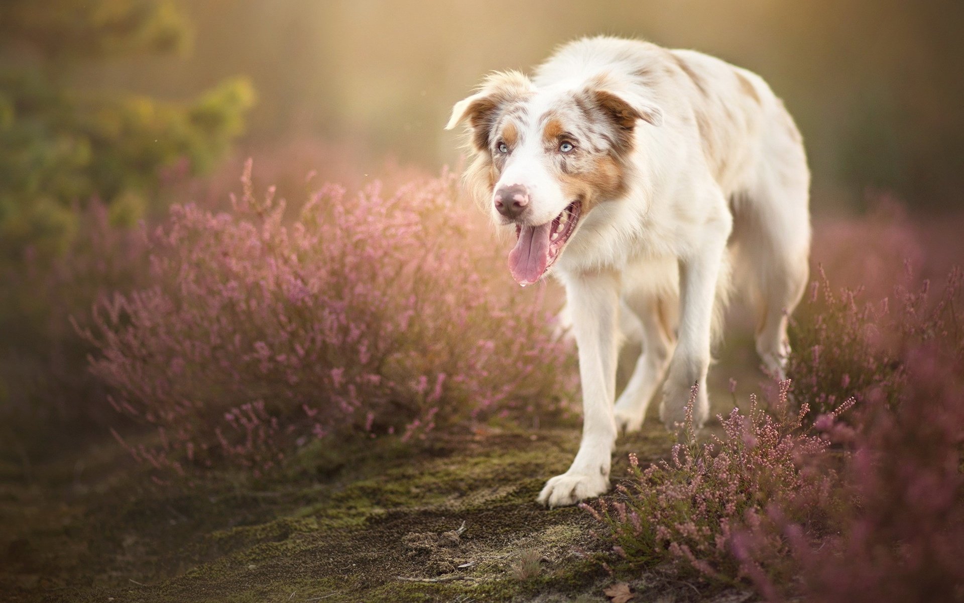 Обои цветы, собака, язык, австралийская овчарка, alicja zmysłowska, sorin, flowers, dog, language, australian shepherd разрешение 1999x1264 Загрузить