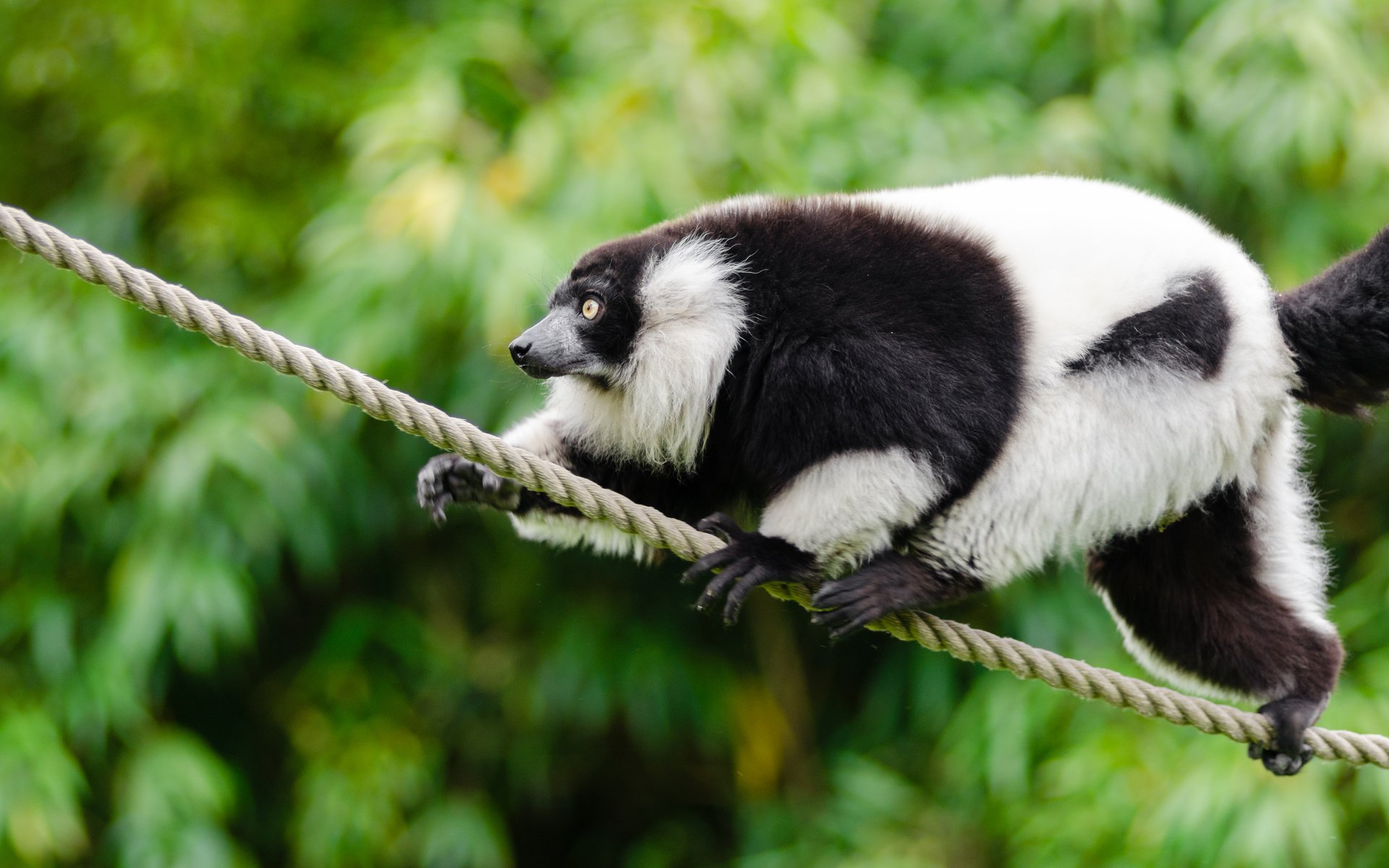 Обои животное, канат, чёрно-белый, лемур, примат, mathias appel, лемур вари, animal, rope, black and white, lemur, the primacy of, ruffed lemur разрешение 4928x3264 Загрузить