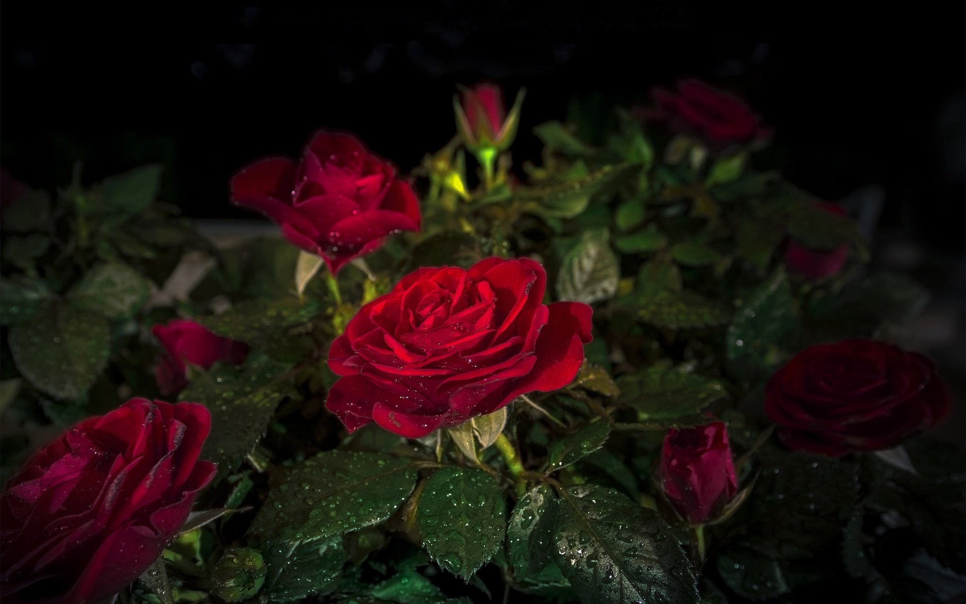 Обои цветы, бутоны, листья, капли, розы, черный фон, красные розы, flowers, buds, leaves, drops, roses, black background, red roses разрешение 2048x1450 Загрузить