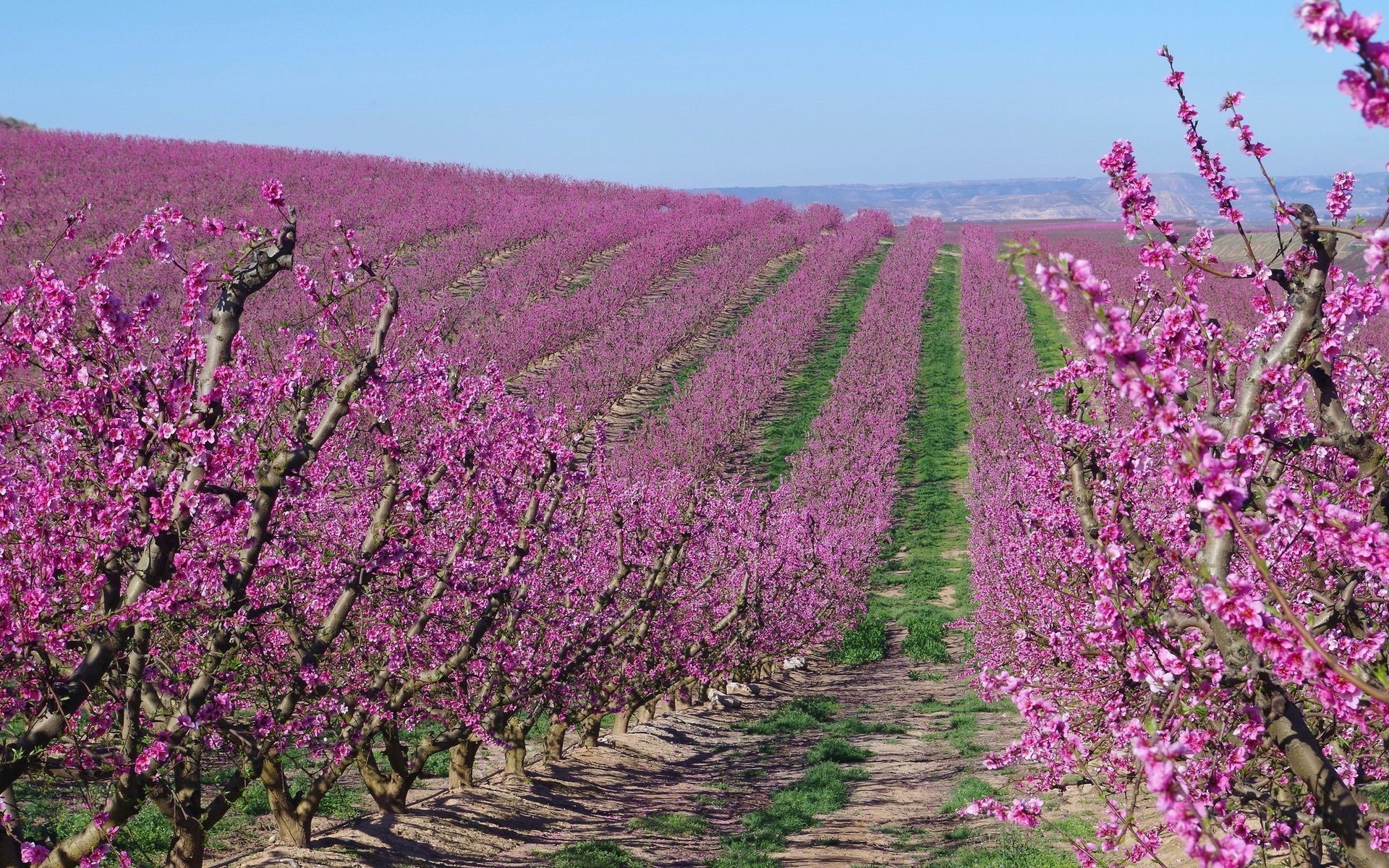 Обои цветение, сад, весна, испания, абрикосы, flowering, garden, spring, spain, apricots разрешение 2048x1229 Загрузить