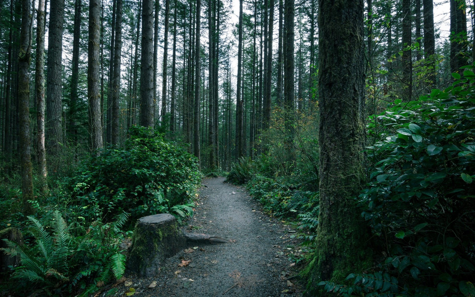 Обои деревья, лес, тропинка, тропа, мох, папоротник, чаща, trees, forest, path, trail, moss, fern, thicket разрешение 5196x3464 Загрузить