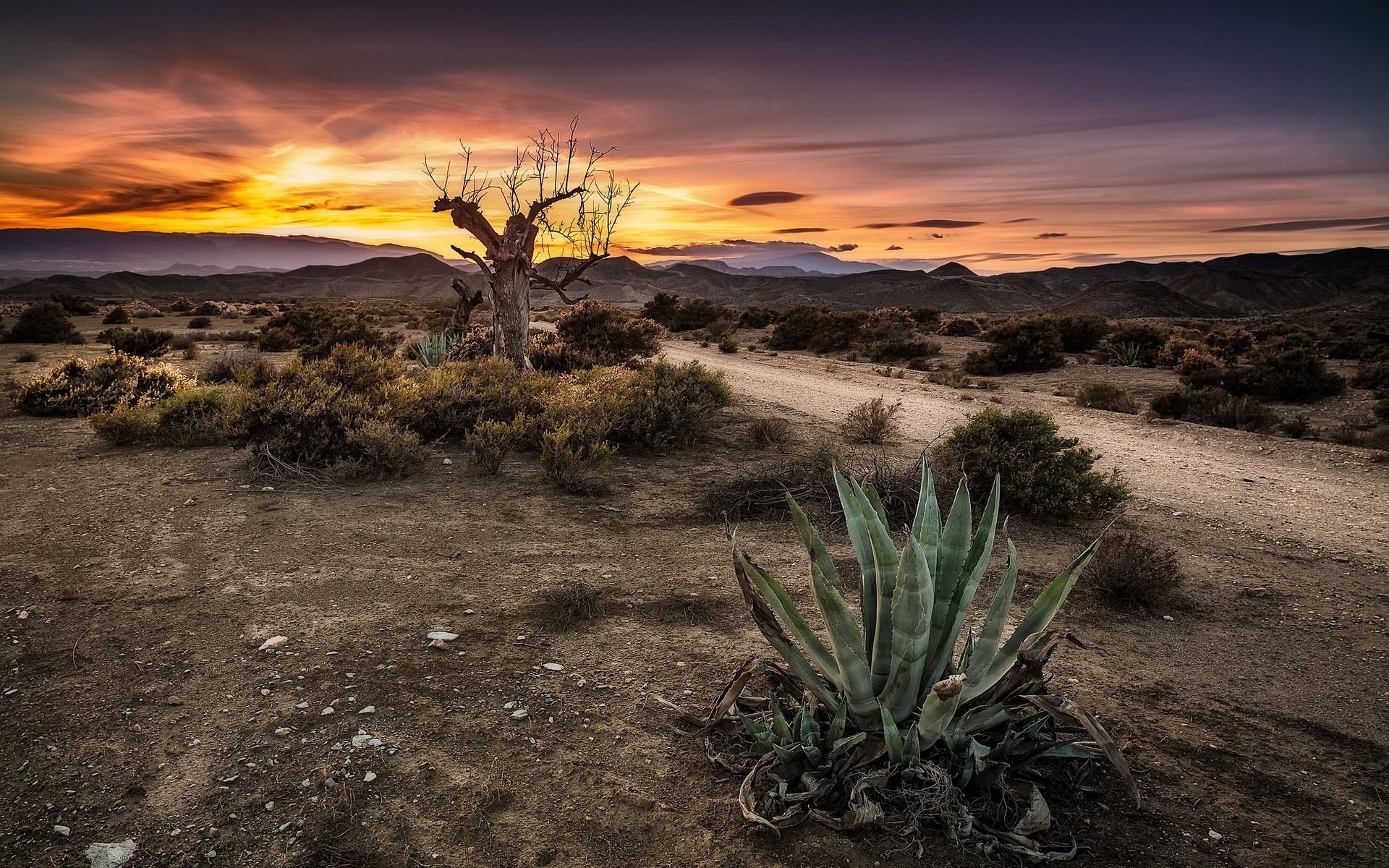 Обои небо, дорога, дерево, закат, кактус, the sky, road, tree, sunset, cactus разрешение 2048x1221 Загрузить