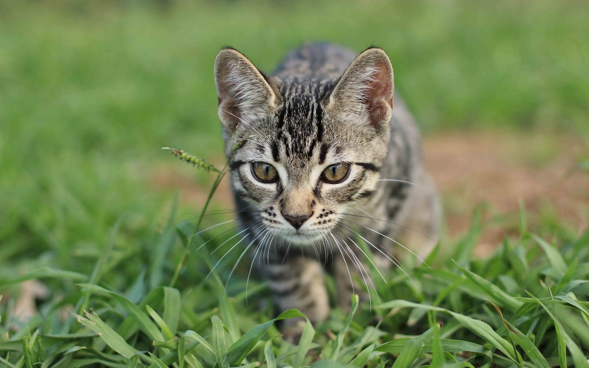 Обои глаза, трава, кошка, котенок, eyes, grass, cat, kitty разрешение 2048x1365 Загрузить