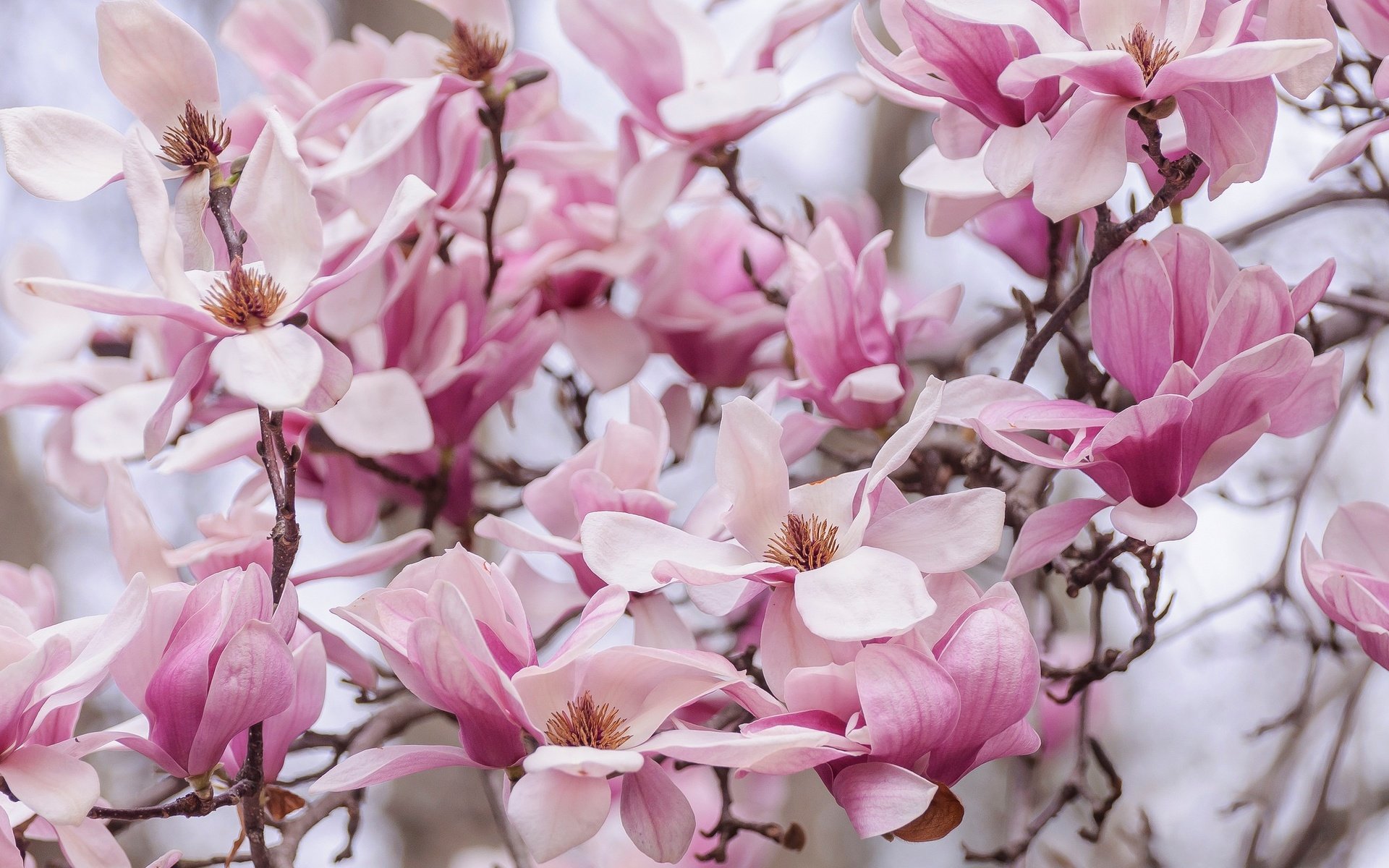 Обои природа, цветение, лепестки, весна, магнолия, nature, flowering, petals, spring, magnolia разрешение 2048x1276 Загрузить