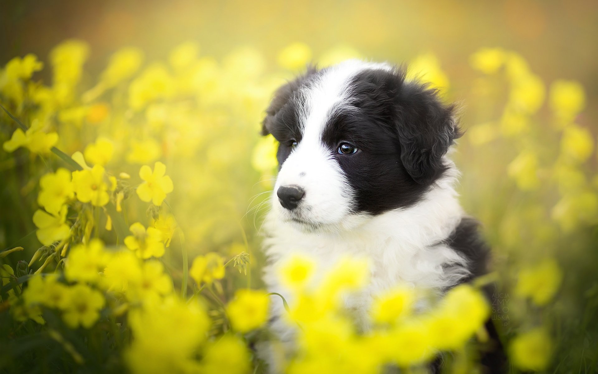 Обои цветы, лето, собака, щенок, бордер-колли, alicja zmysłowska, flowers, summer, dog, puppy, the border collie разрешение 2048x1365 Загрузить