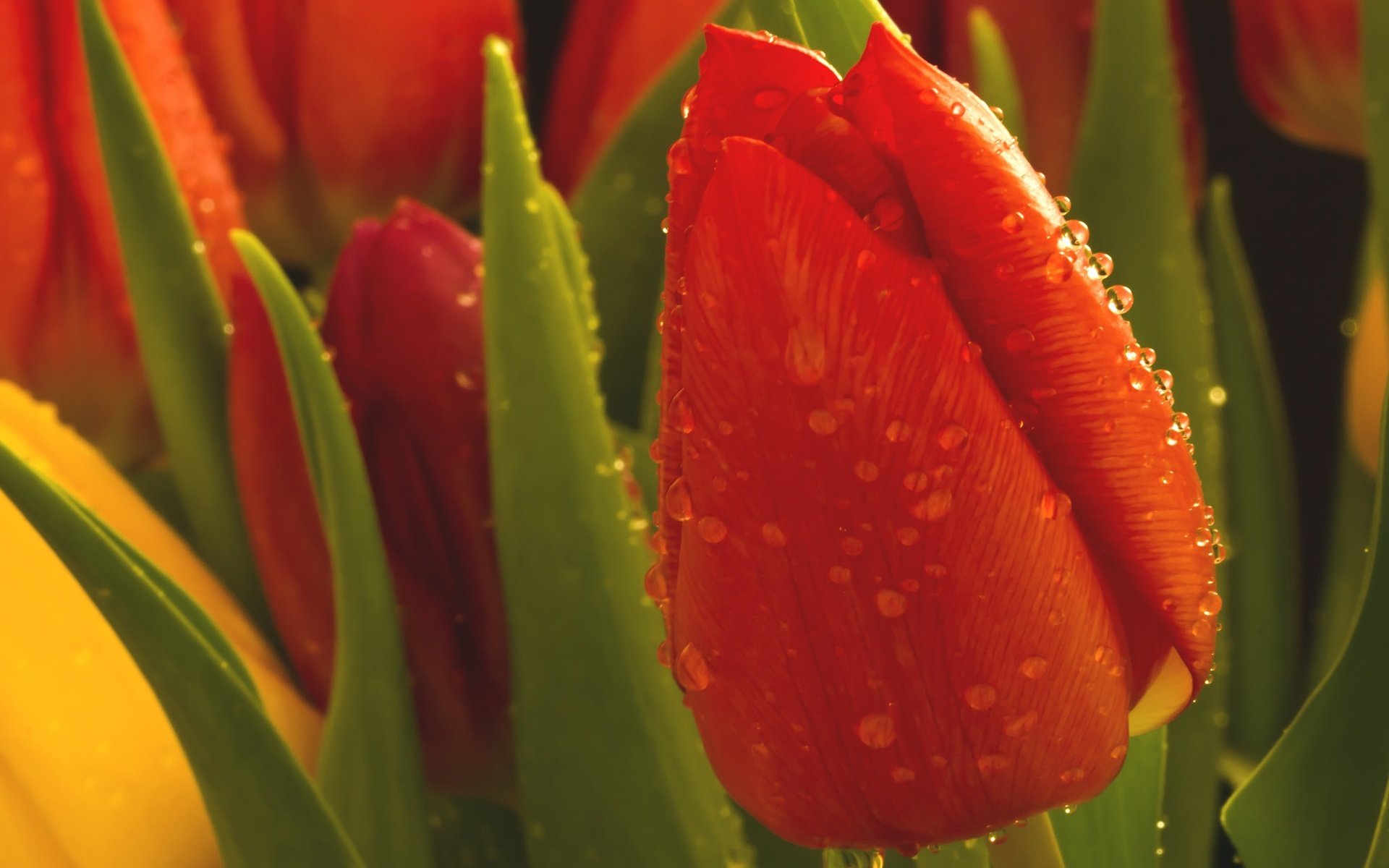 Обои цветы, макро, капли, бутон, тюльпаны, тюльпан, flowers, macro, drops, bud, tulips, tulip разрешение 2048x1365 Загрузить