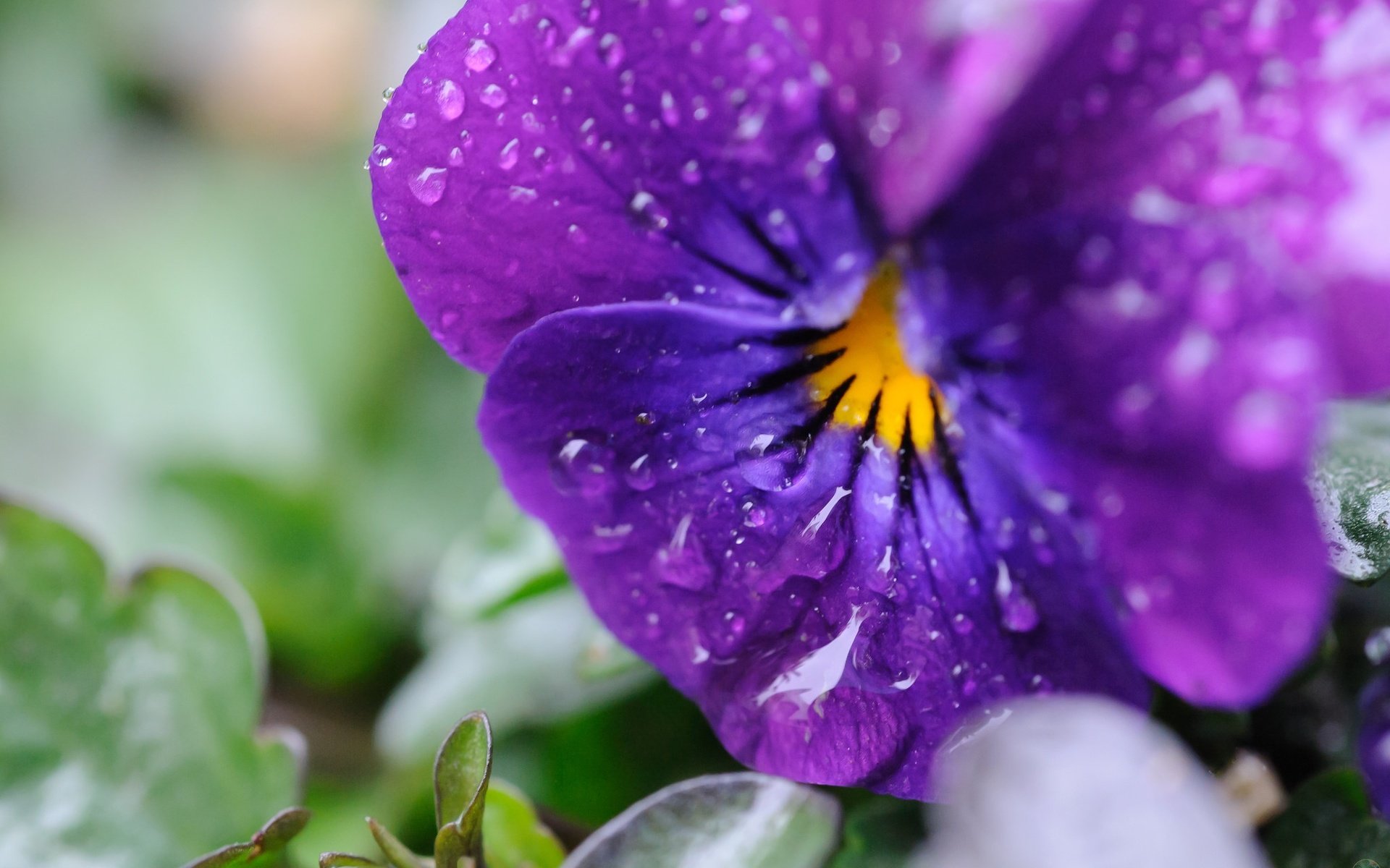 Обои цветы, макро, капли, лепестки, анютины глазки, виола, flowers, macro, drops, petals, pansy, viola разрешение 2048x1363 Загрузить