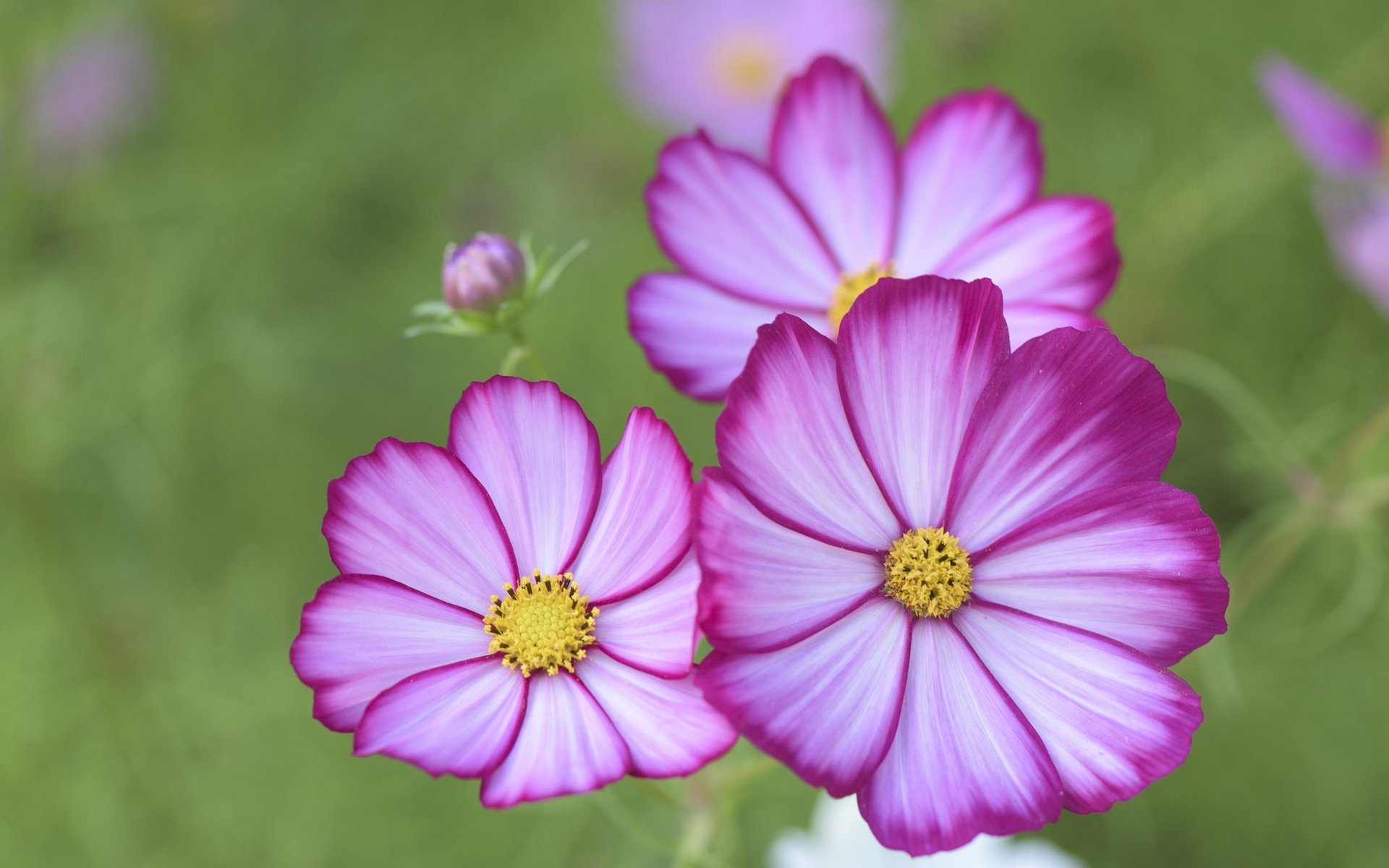 Обои цветы, макро, лепестки, боке, космея, flowers, macro, petals, bokeh, kosmeya разрешение 2048x1367 Загрузить