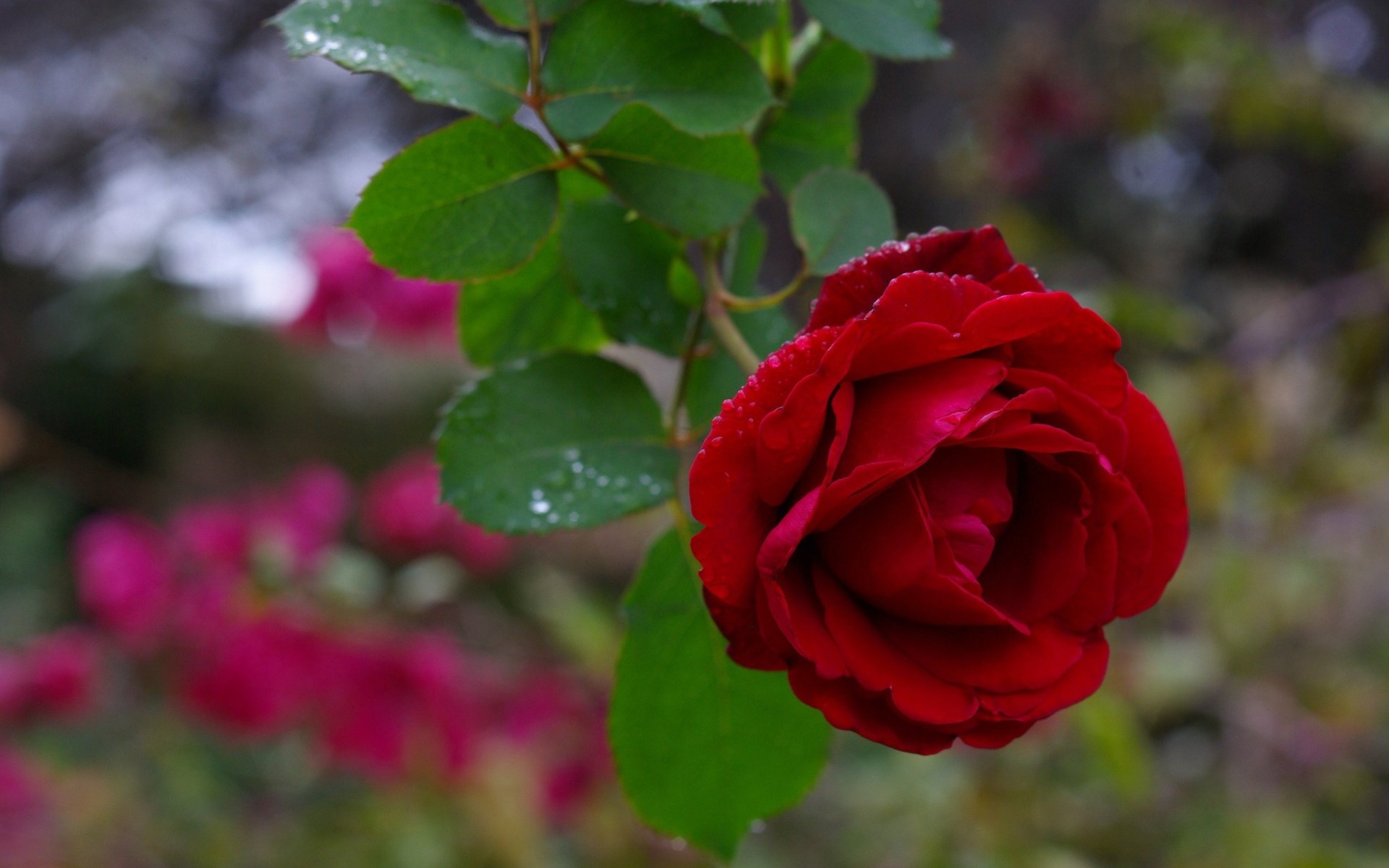 Обои макро, цветок, капли, роза, бордовый, macro, flower, drops, rose, burgundy разрешение 2048x1371 Загрузить