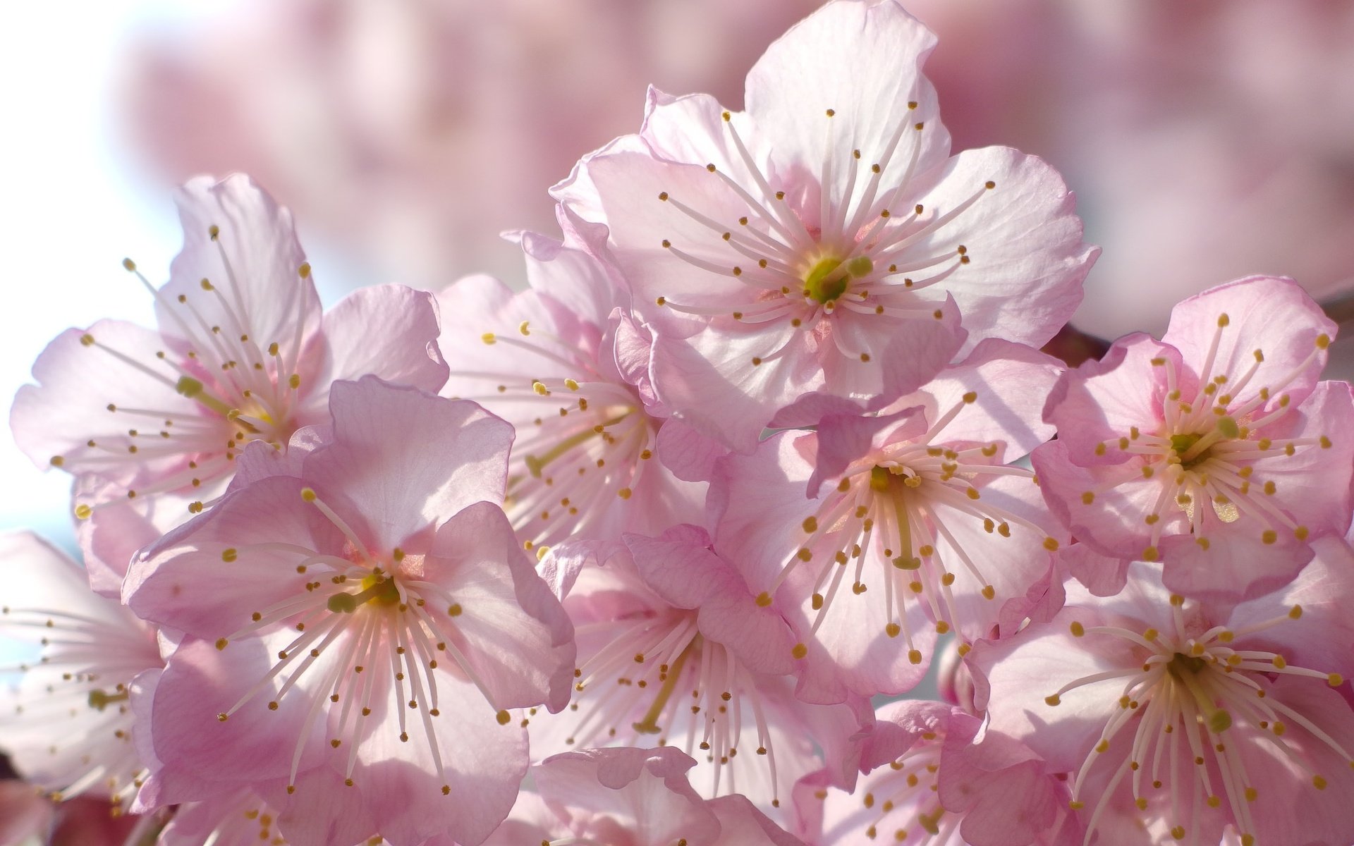 Обои цветение, макро, весна, вишня, сакура, flowering, macro, spring, cherry, sakura разрешение 2048x1536 Загрузить