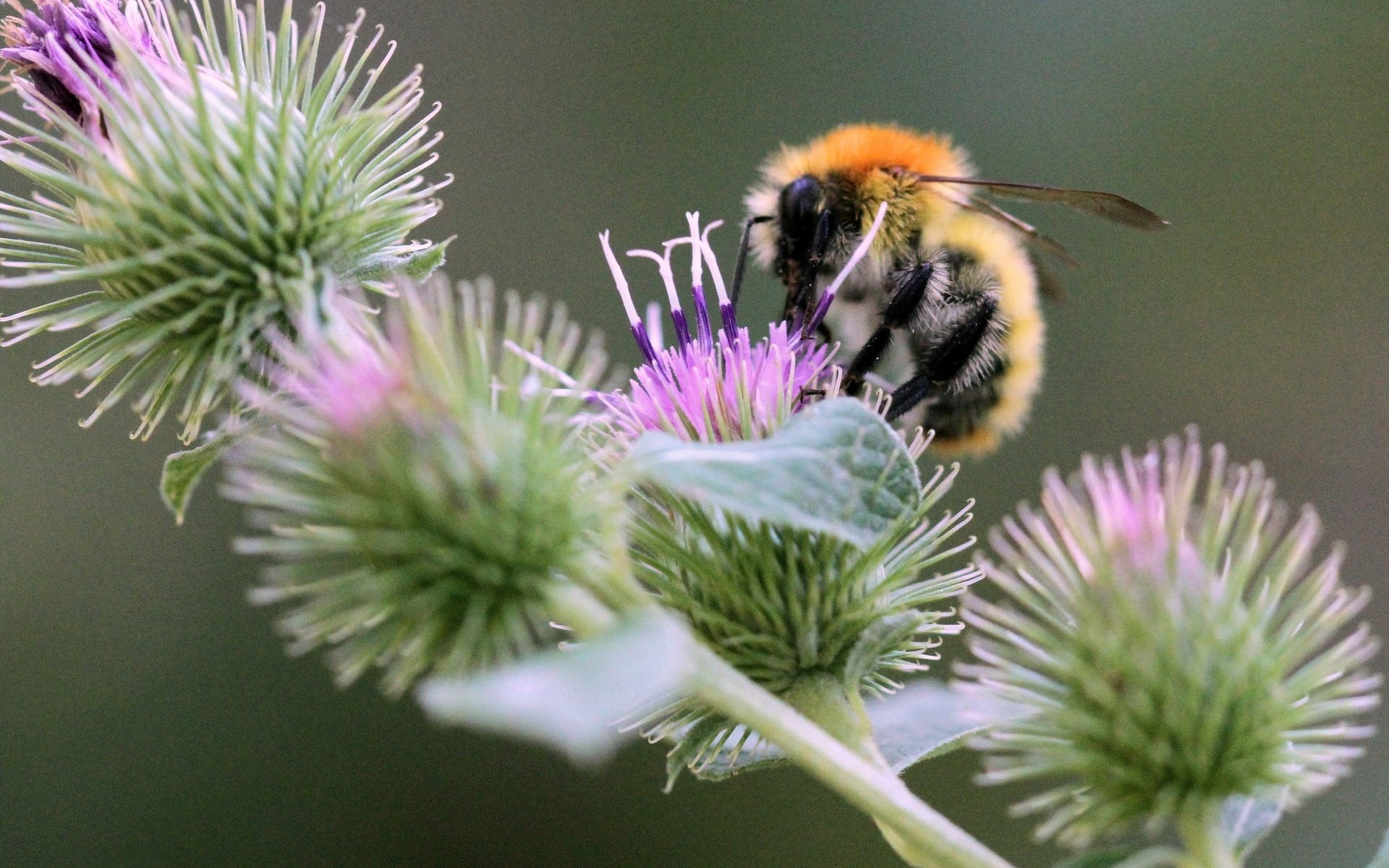 Обои насекомое, колючки, растение, пчела, боке, чертополох, insect, barb, plant, bee, bokeh, thistle разрешение 2048x1433 Загрузить