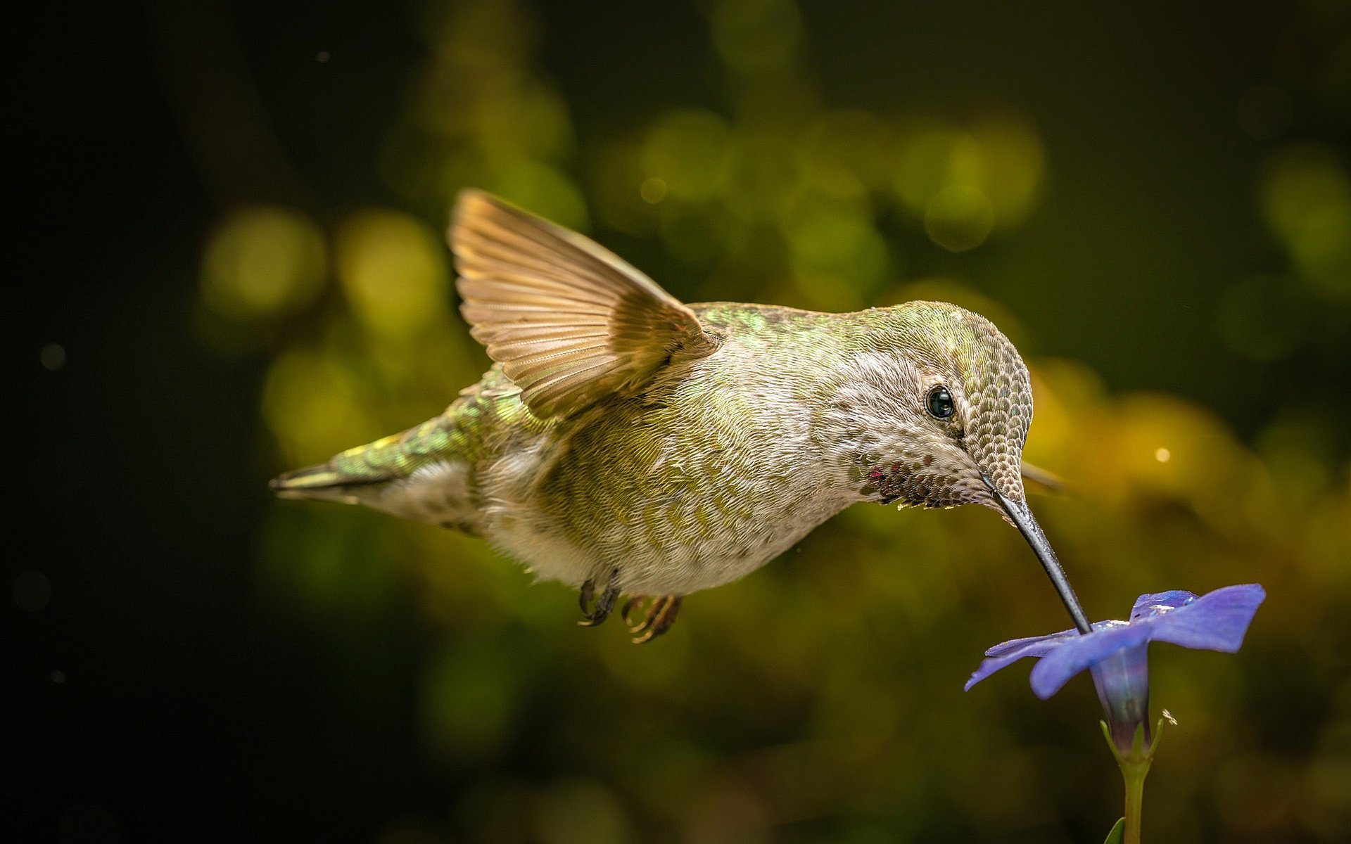 Обои полет, цветок, крылья, птица, клюв, нектар, колибри, flight, flower, wings, bird, beak, nectar, hummingbird разрешение 2048x1366 Загрузить