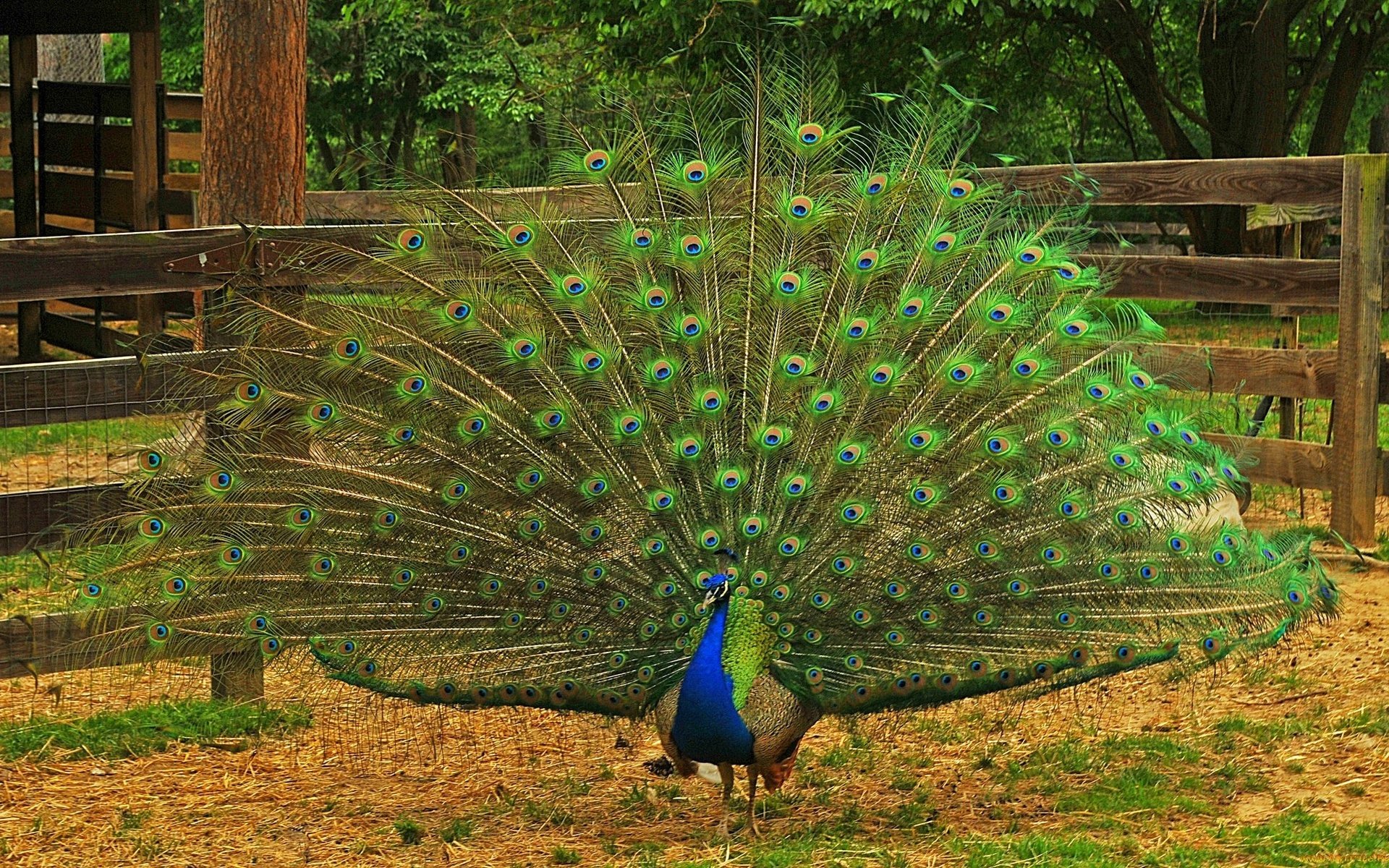 Обои природа, птица, павлин, перья, хвост, оперение, nature, bird, peacock, feathers, tail разрешение 2048x1253 Загрузить