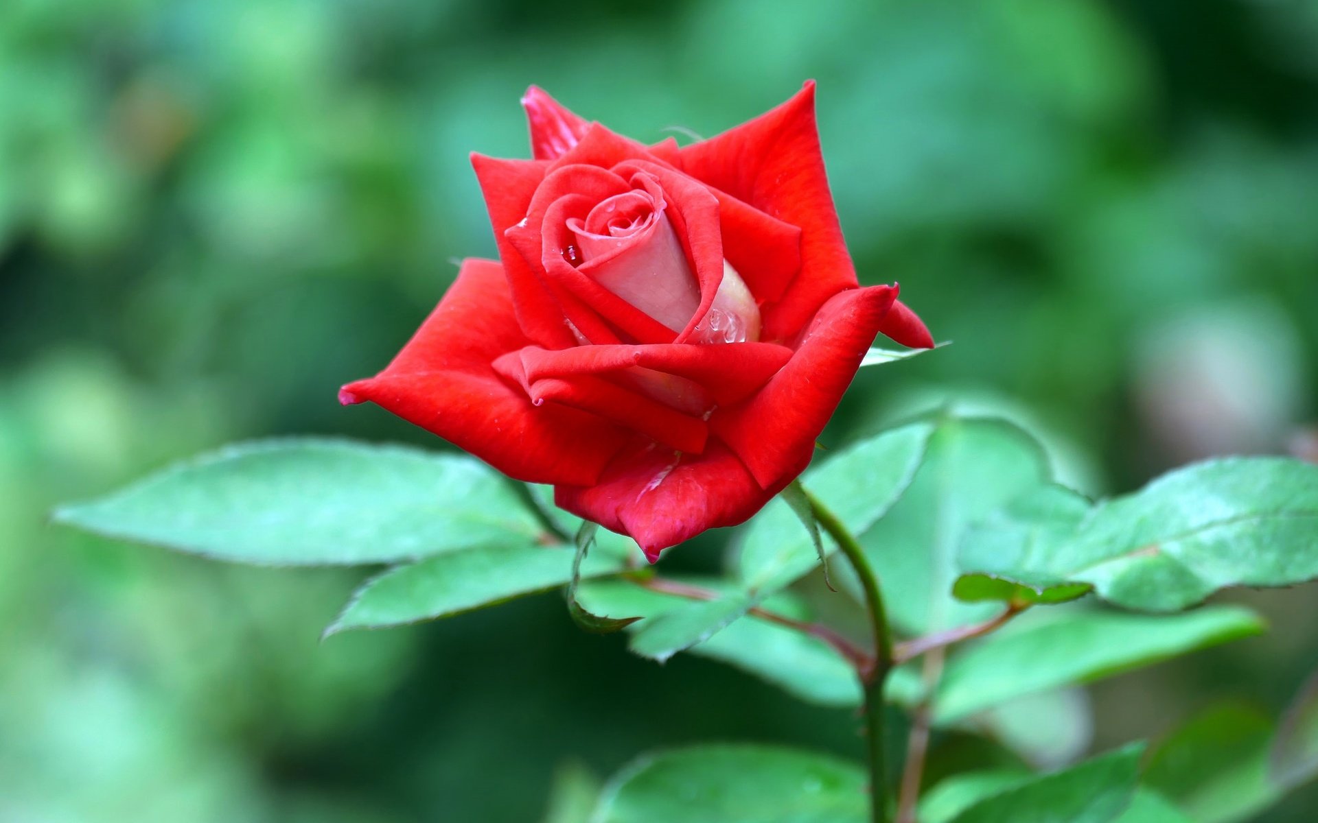 Обои цветок, роза, красная, flower, rose, red разрешение 2048x1365 Загрузить
