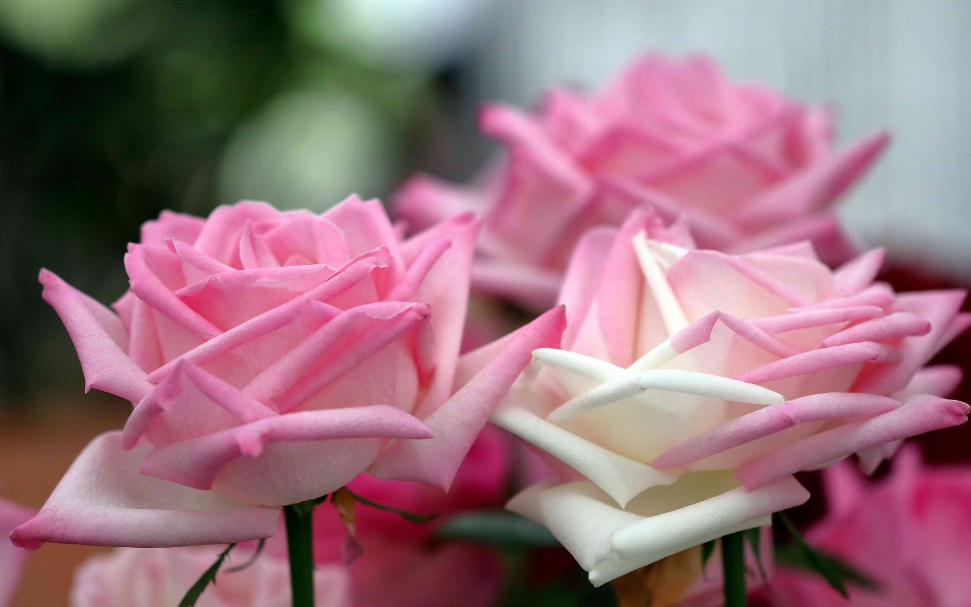 Обои цветы, розы, лепестки, нежность, flowers, roses, petals, tenderness разрешение 2048x1398 Загрузить