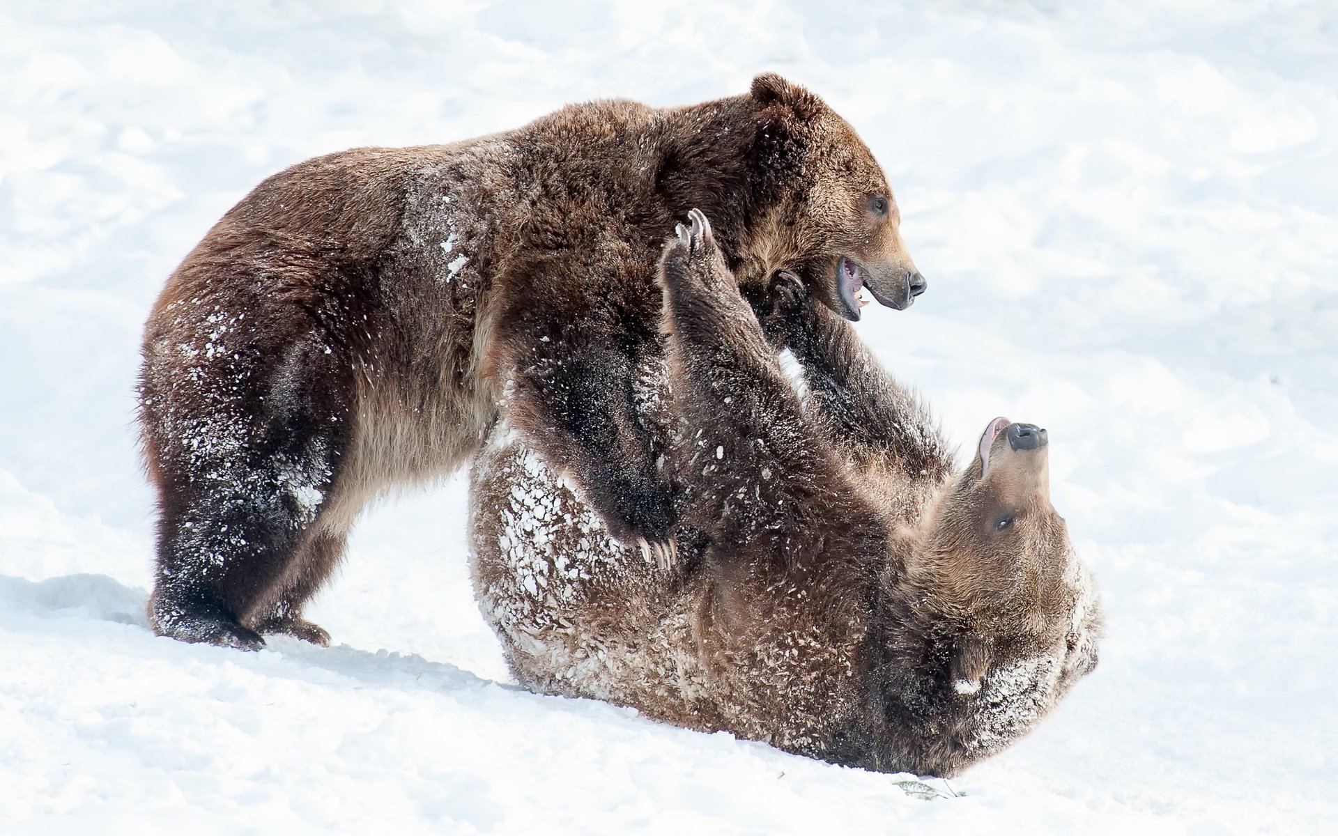 Обои снег, природа, зима, лапы, борьба, медведь, игра, медведи, snow, nature, winter, paws, fight, bear, the game, bears разрешение 2048x1363 Загрузить