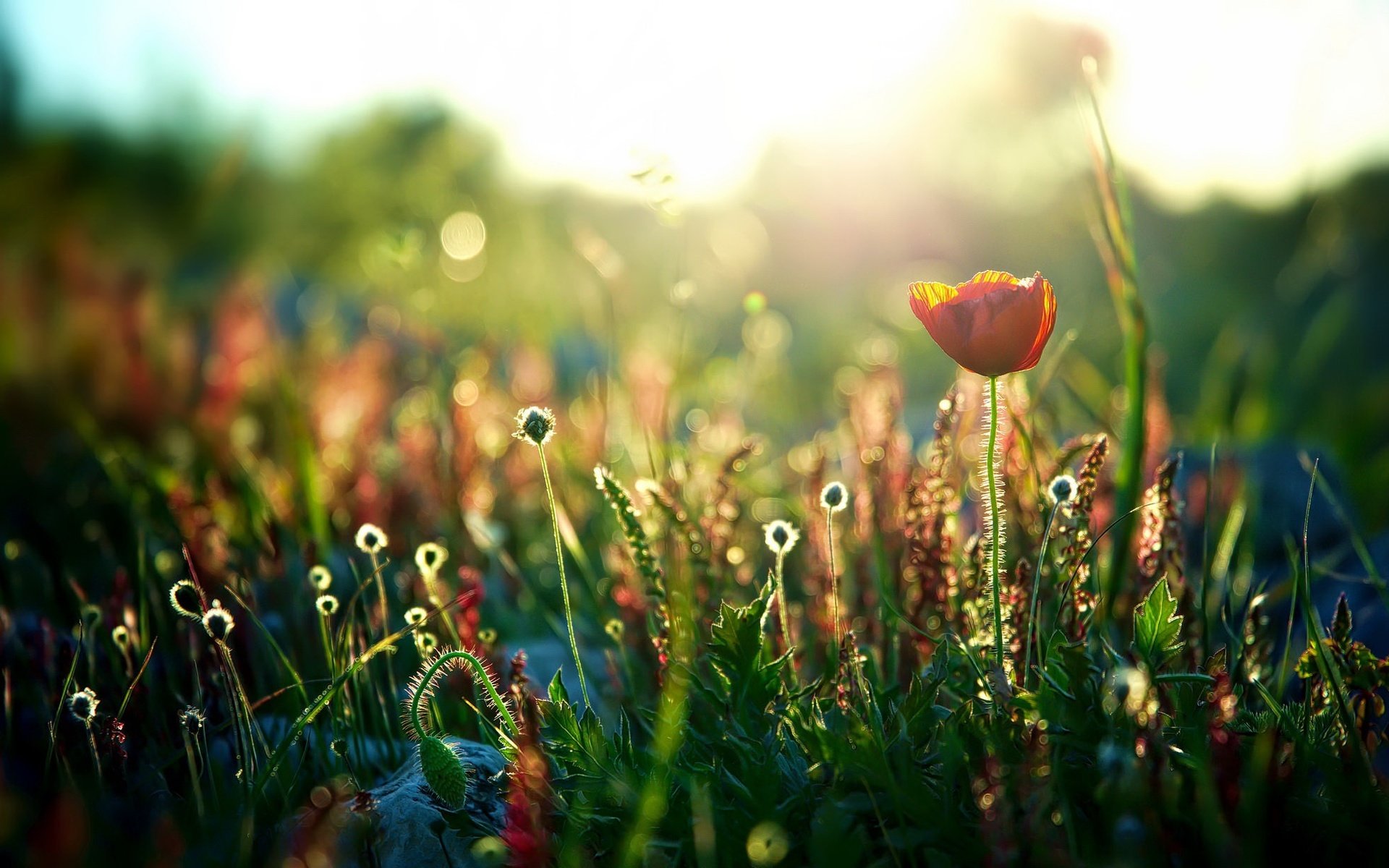 Обои свет, цветы, природа, поле, маки, light, flowers, nature, field, maki разрешение 2048x1232 Загрузить