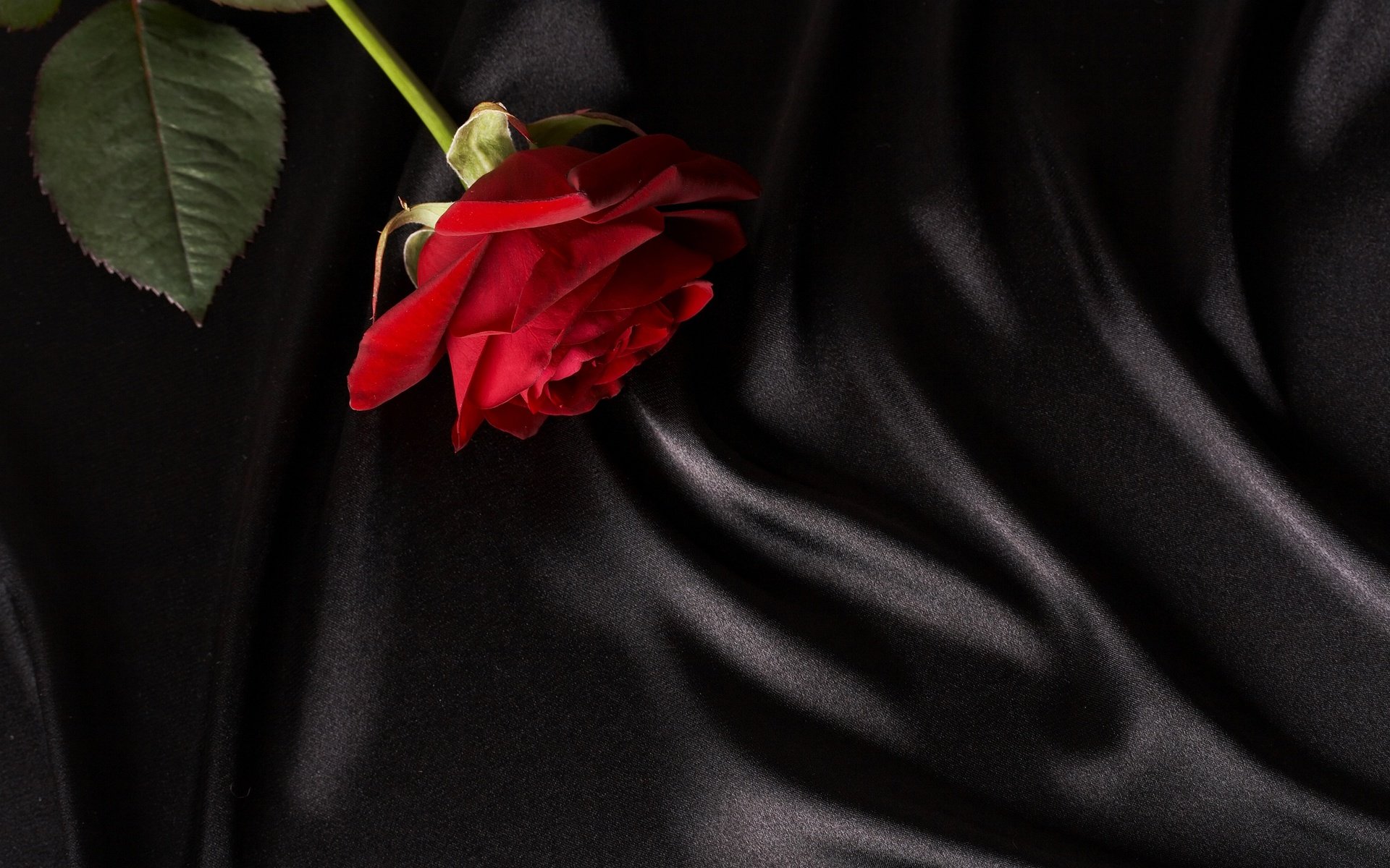 Обои цветок, роза, ткань, красная роза, flower, rose, fabric, red rose разрешение 5565x3700 Загрузить