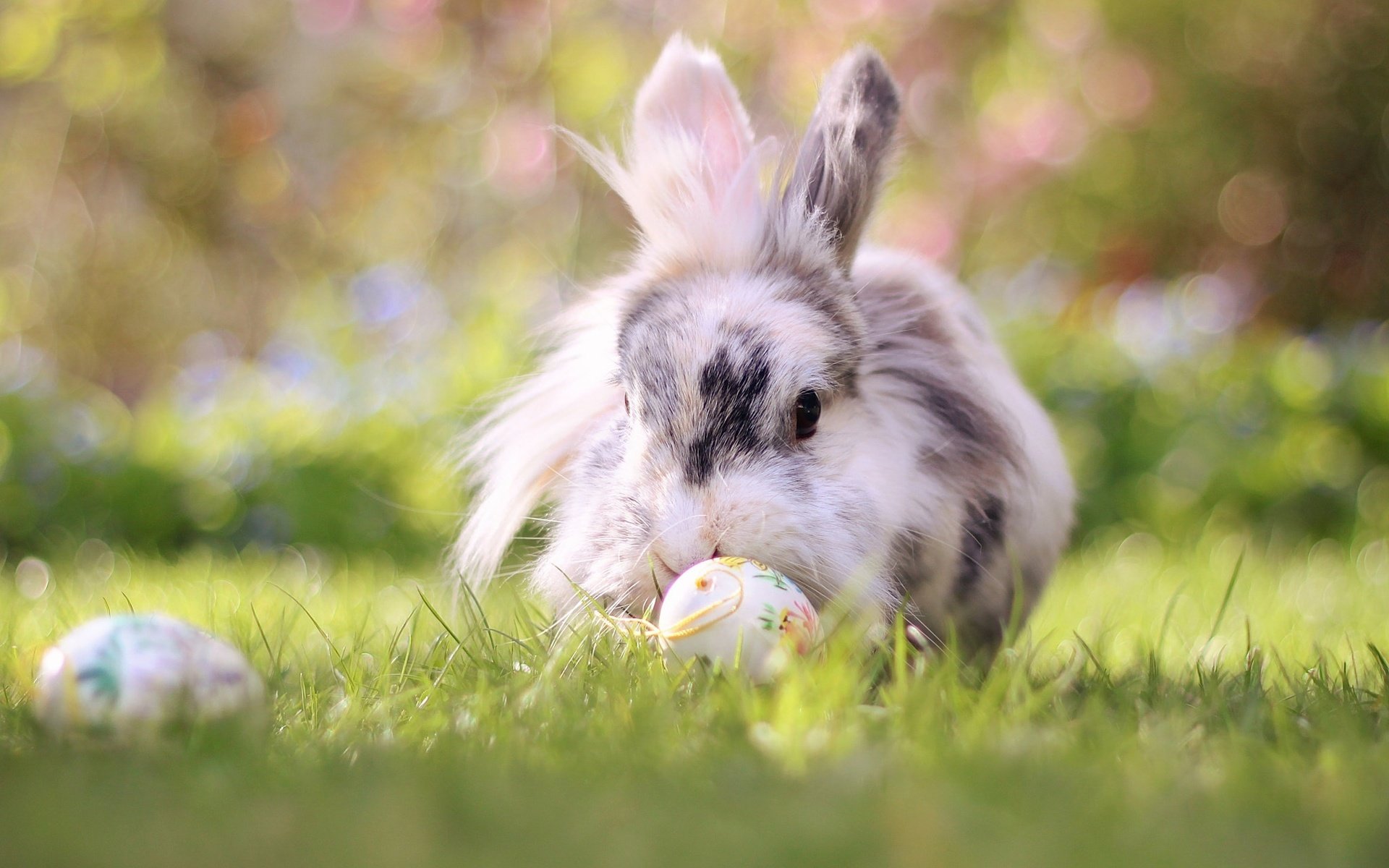 Обои трава, природа, кролик, животное, пасха, яйца, grass, nature, rabbit, animal, easter, eggs разрешение 2048x1365 Загрузить