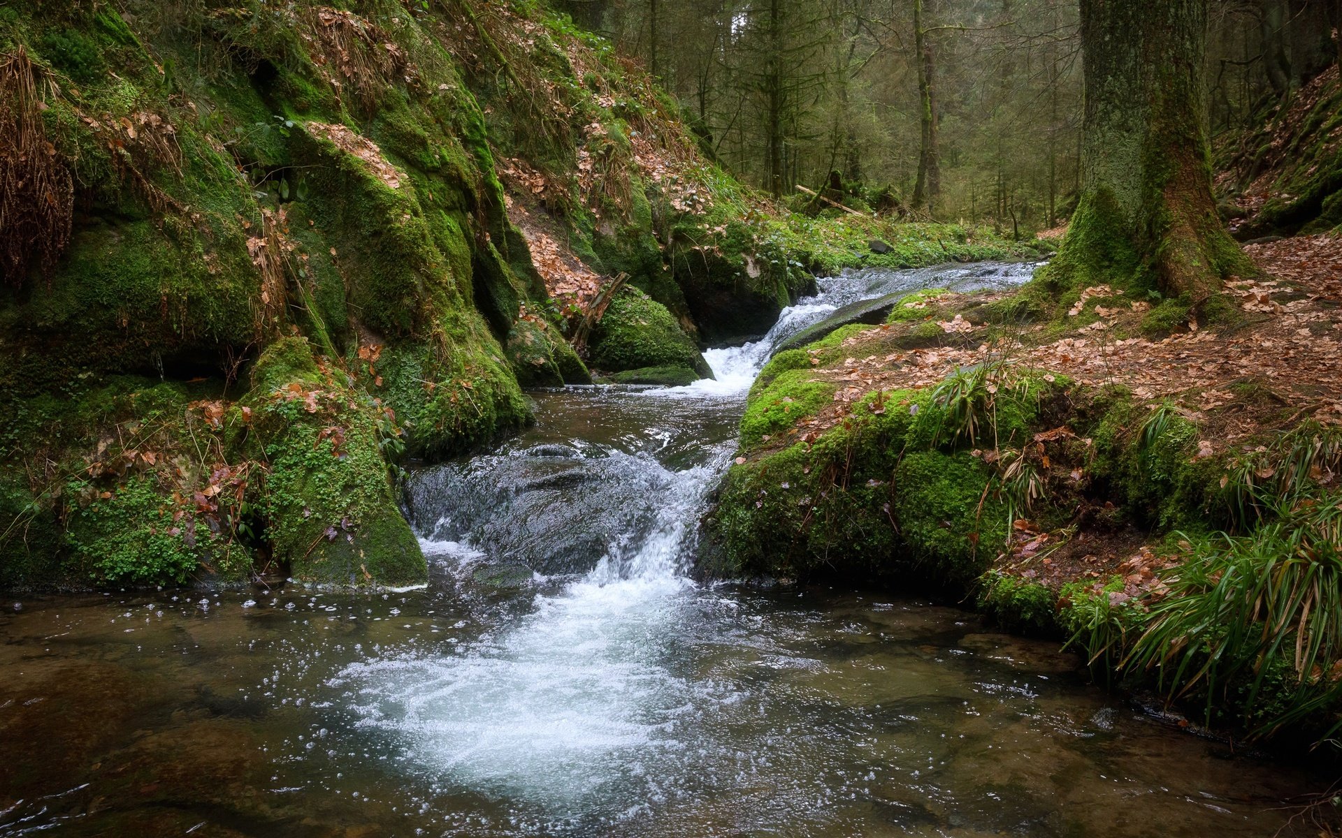 Обои деревья, вода, лес, ручей, поток, мох, trees, water, forest, stream, moss разрешение 2400x1600 Загрузить