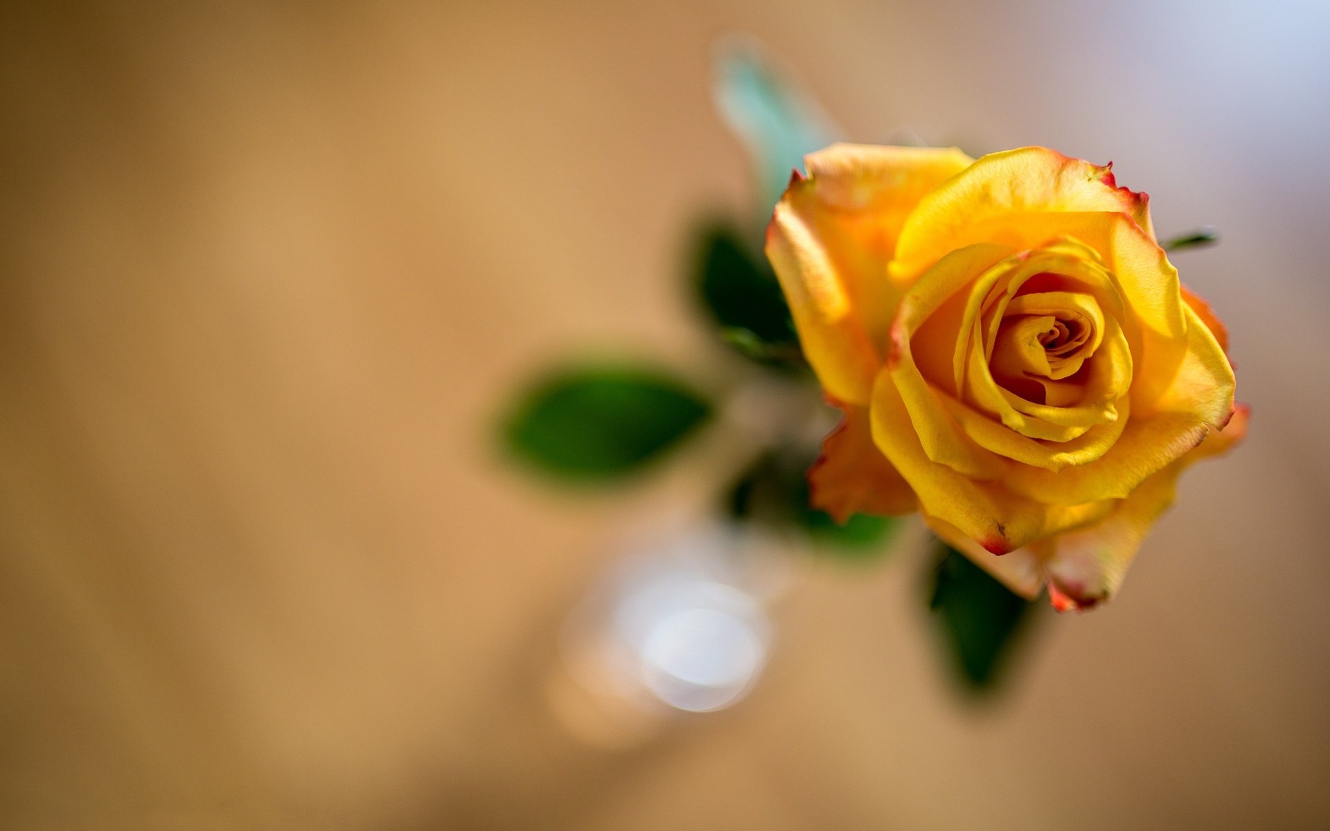 Обои желтый, фон, цветок, роза, боке, yellow, background, flower, rose, bokeh разрешение 2121x1414 Загрузить