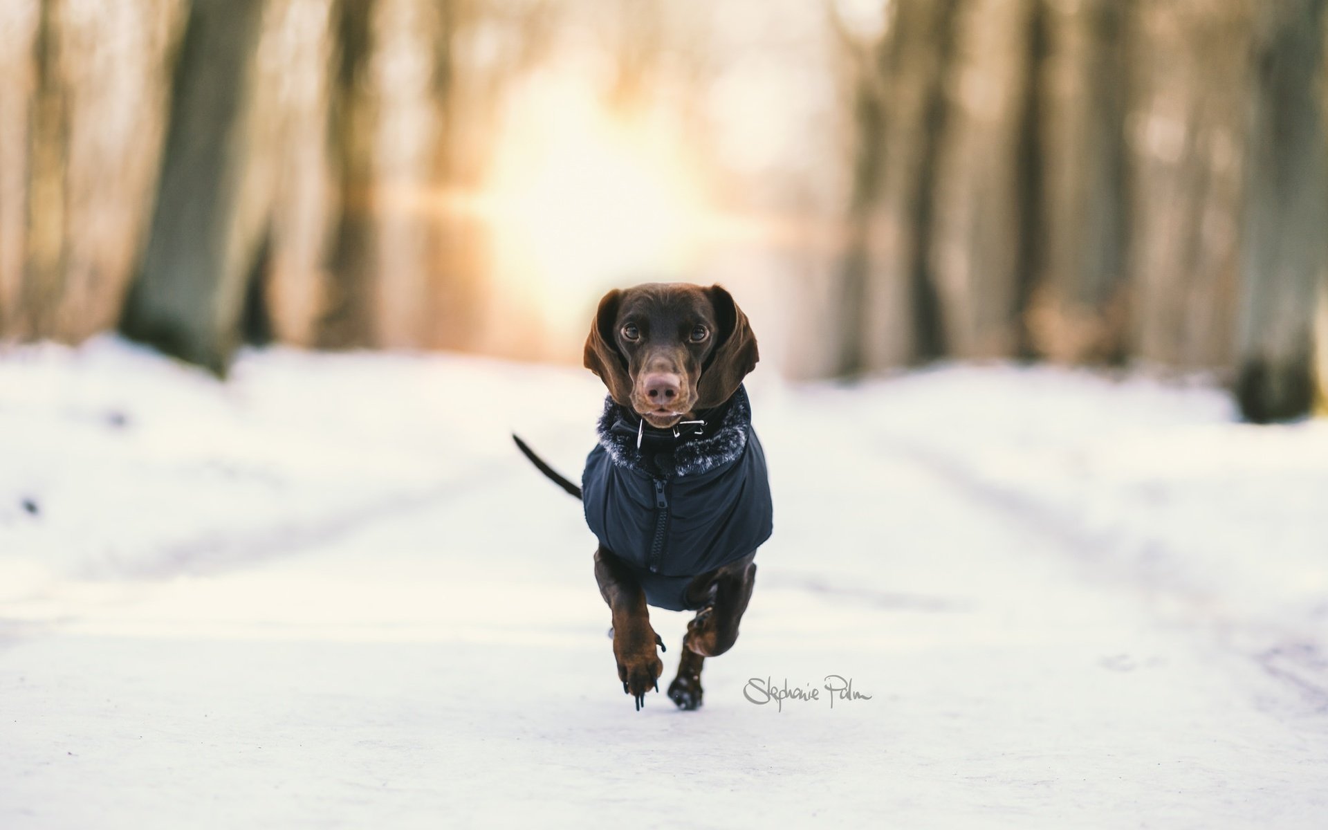 Обои снег, зима, фон, собака, такса, бег, snow, winter, background, dog, dachshund, running разрешение 2048x1365 Загрузить