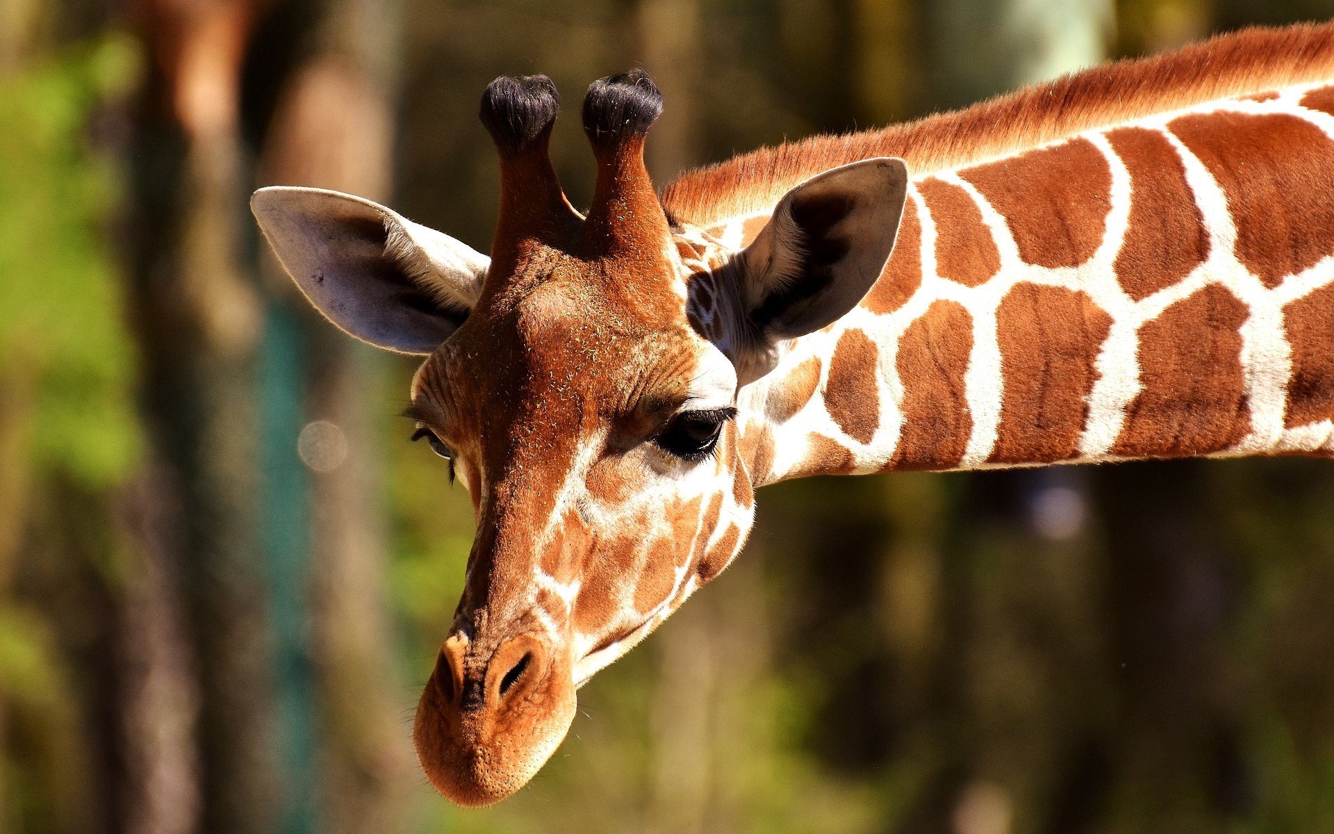 Обои морда, животное, жираф, голова, рожки, шея, face, animal, giraffe, head, horns, neck разрешение 4000x2669 Загрузить