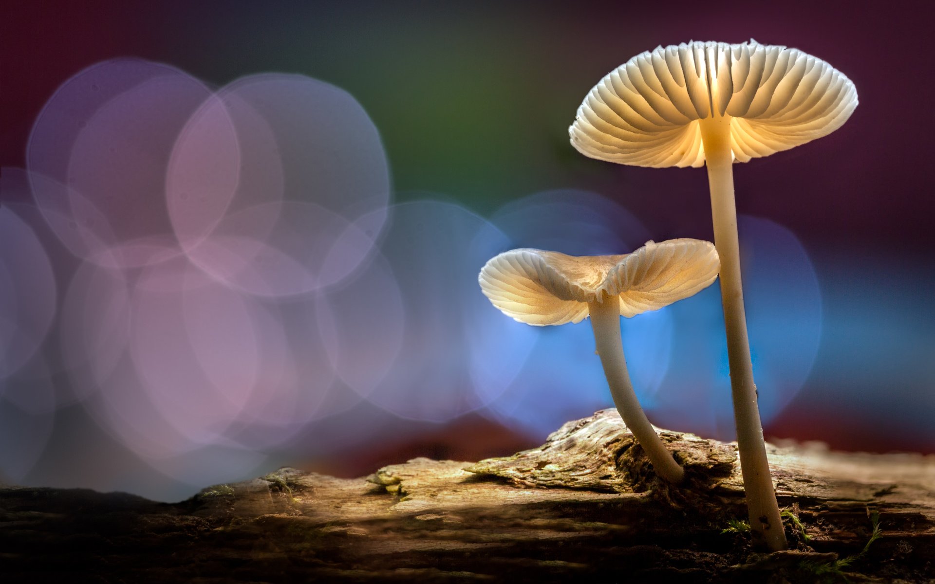Обои свет, лес, осень, грибы, шляпки, боке, sophiaspurgin, light, forest, autumn, mushrooms, hats, bokeh разрешение 5652x3768 Загрузить