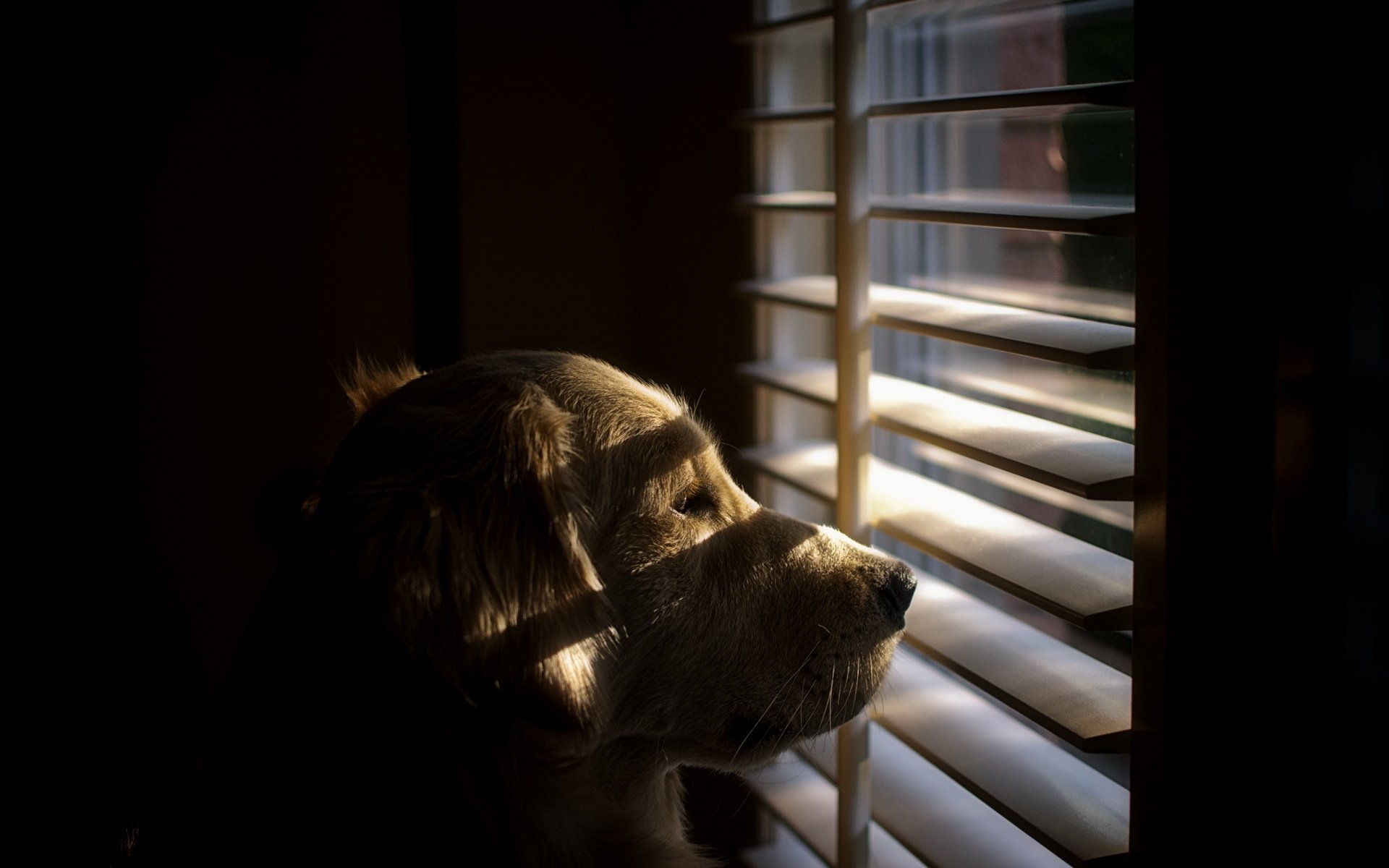 Обои взгляд, собака, окно, друг, жалюзи, ретривер, look, dog, window, each, blinds, retriever разрешение 2560x1600 Загрузить