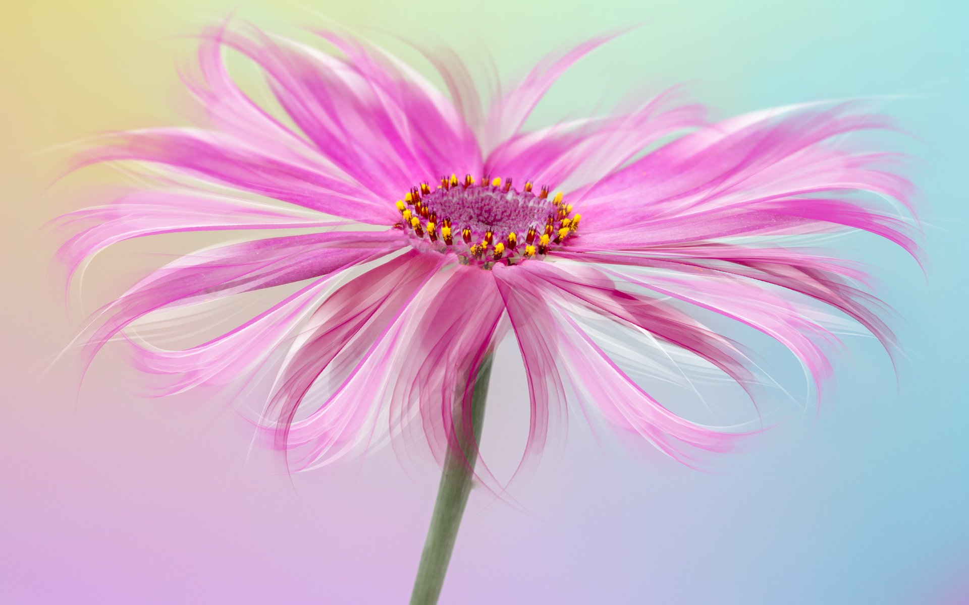 Обои цвета, макро, цветок, лепестки, розовый, sophiaspurgin, color, macro, flower, petals, pink разрешение 5760x3840 Загрузить