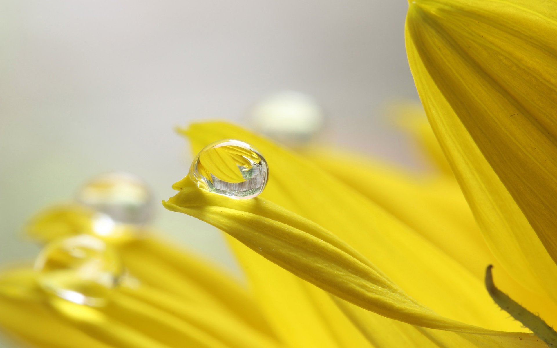 Капли макро цветок желтый загрузить