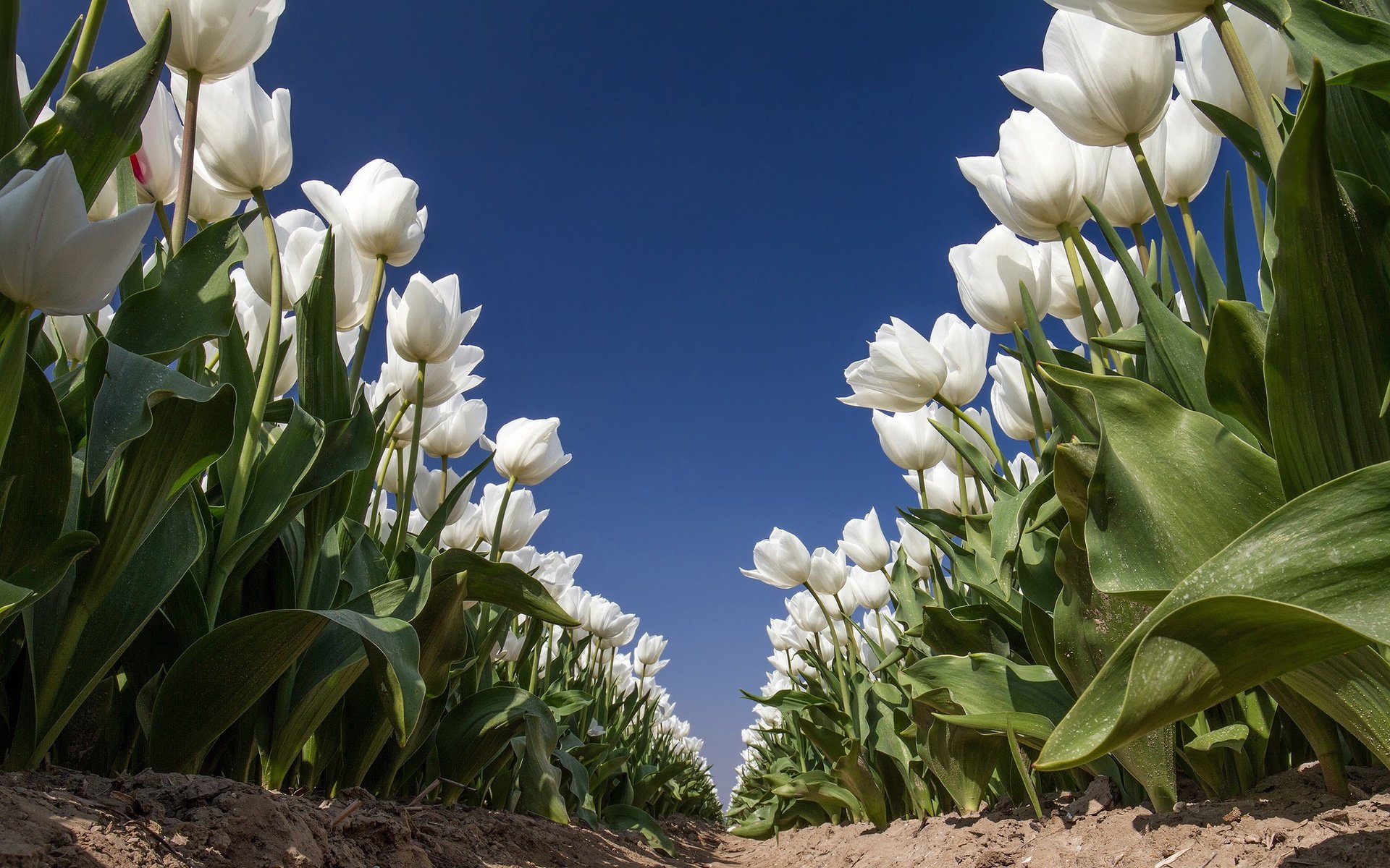 Обои небо, цветы, природа, тюльпаны, белые, the sky, flowers, nature, tulips, white разрешение 2048x1280 Загрузить