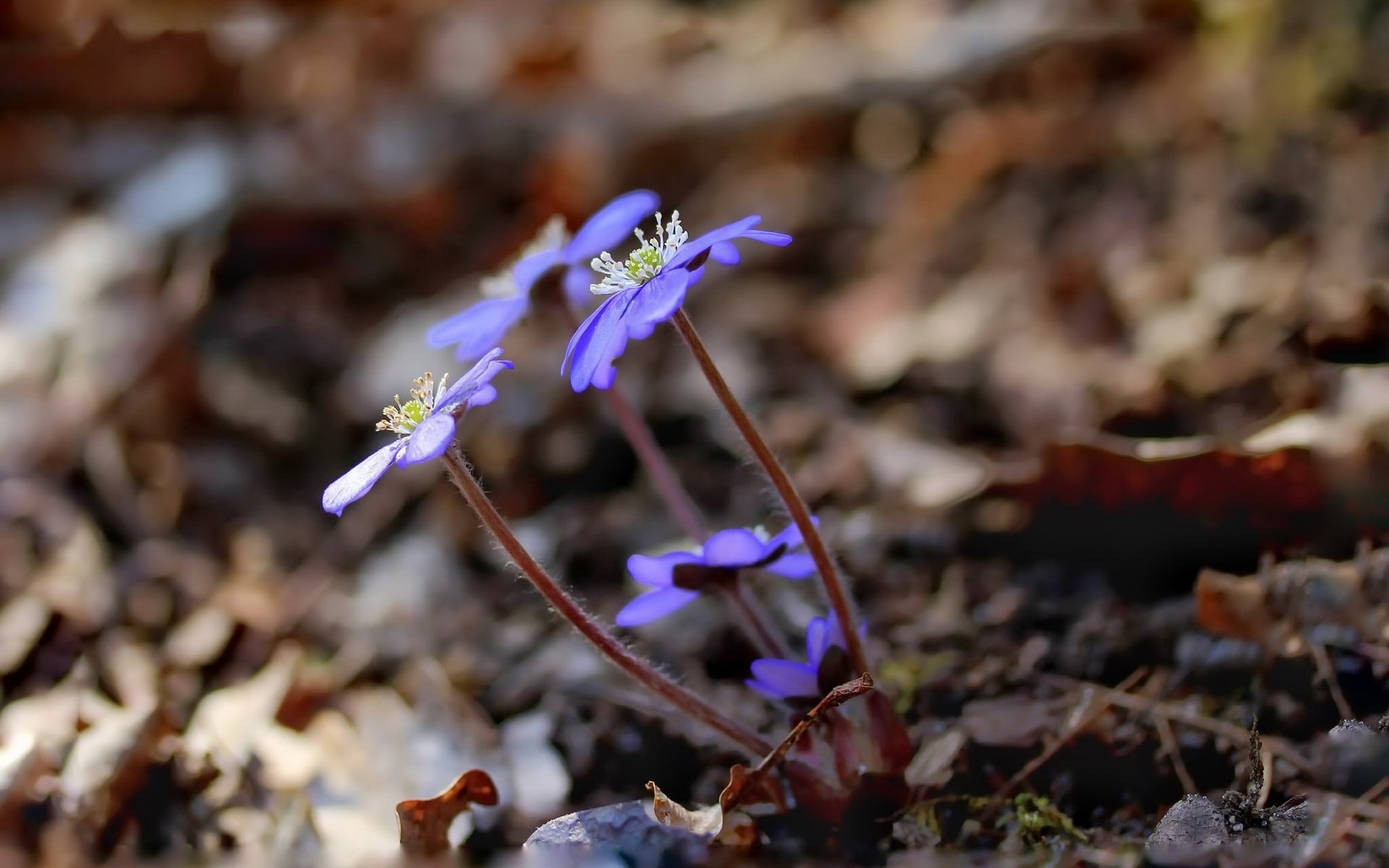 Обои цветы, природа, весна, пролеска, flowers, nature, spring, scilla разрешение 2048x1445 Загрузить