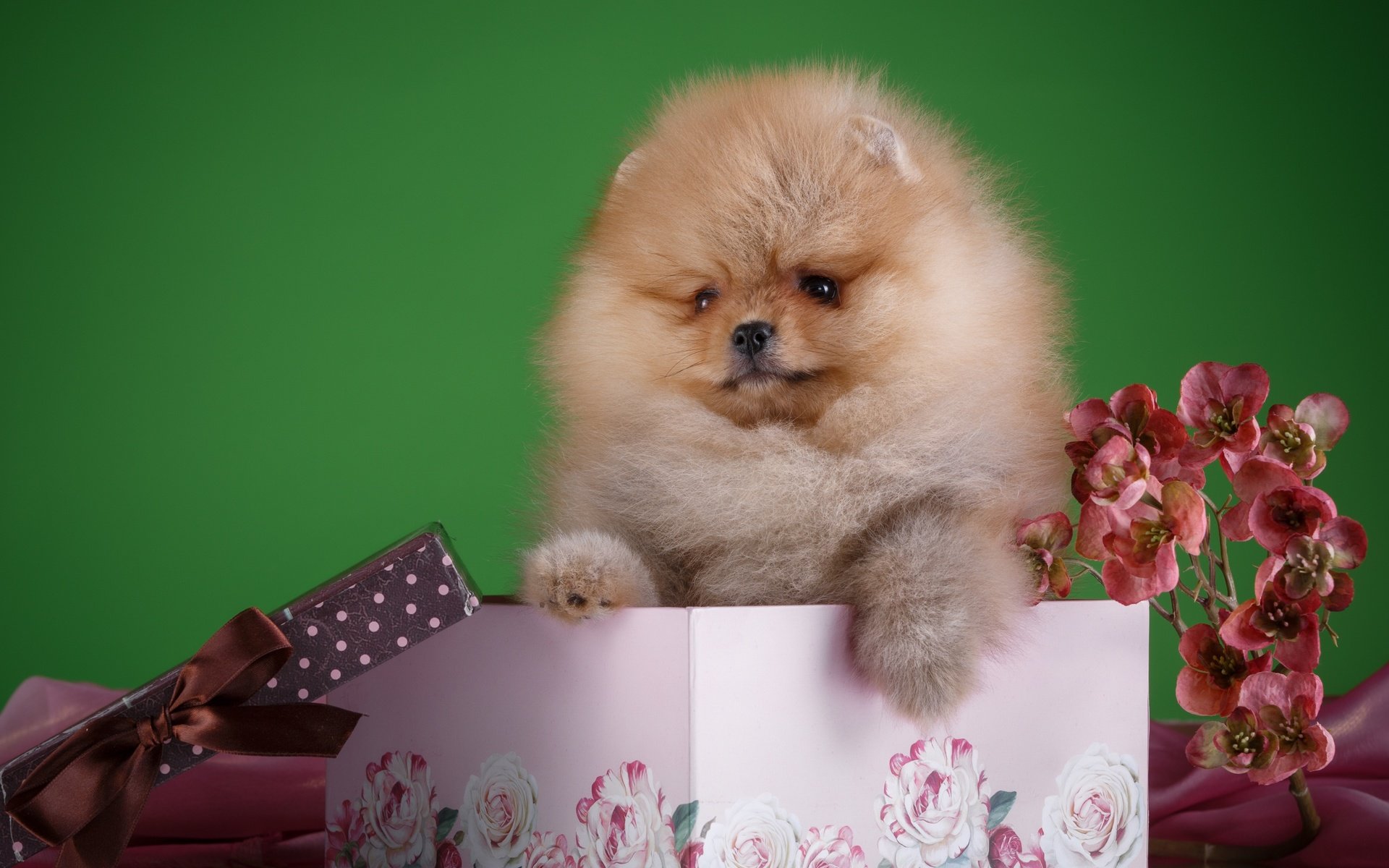 Обои цветы, пушистый, щенок, коробка, шпиц, flowers, fluffy, puppy, box, spitz разрешение 3000x2009 Загрузить