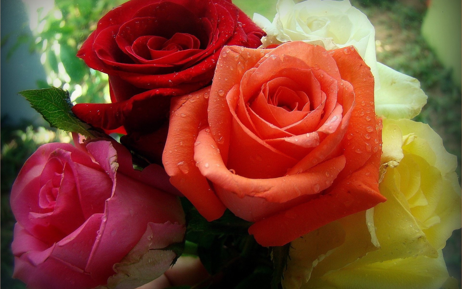 Обои цветы, розы, разноцветные, flowers, roses, colorful разрешение 2050x1538 Загрузить