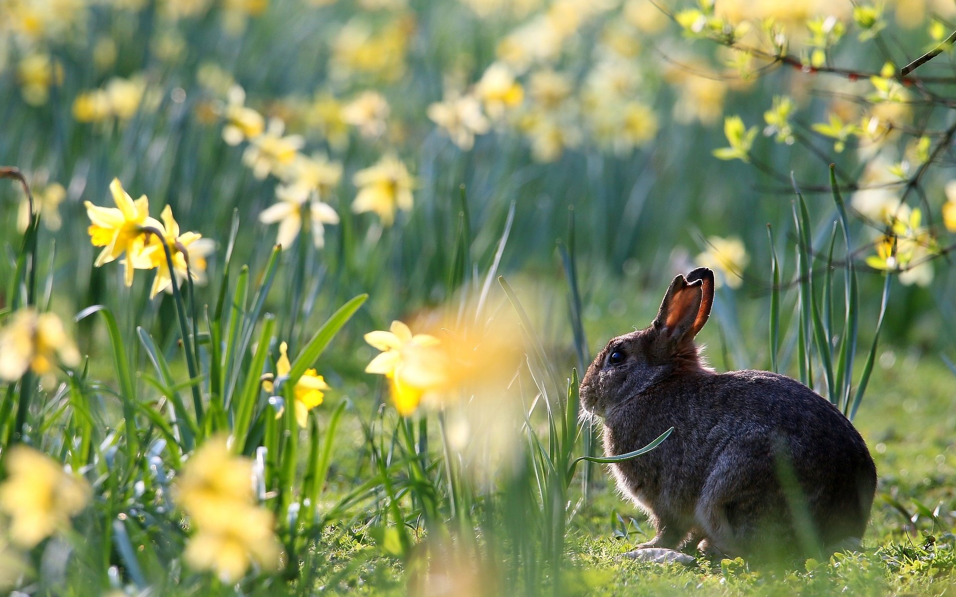 Обои цветы, весна, кролик, животное, нарциссы, заяц, flowers, spring, rabbit, animal, daffodils, hare разрешение 1920x1280 Загрузить