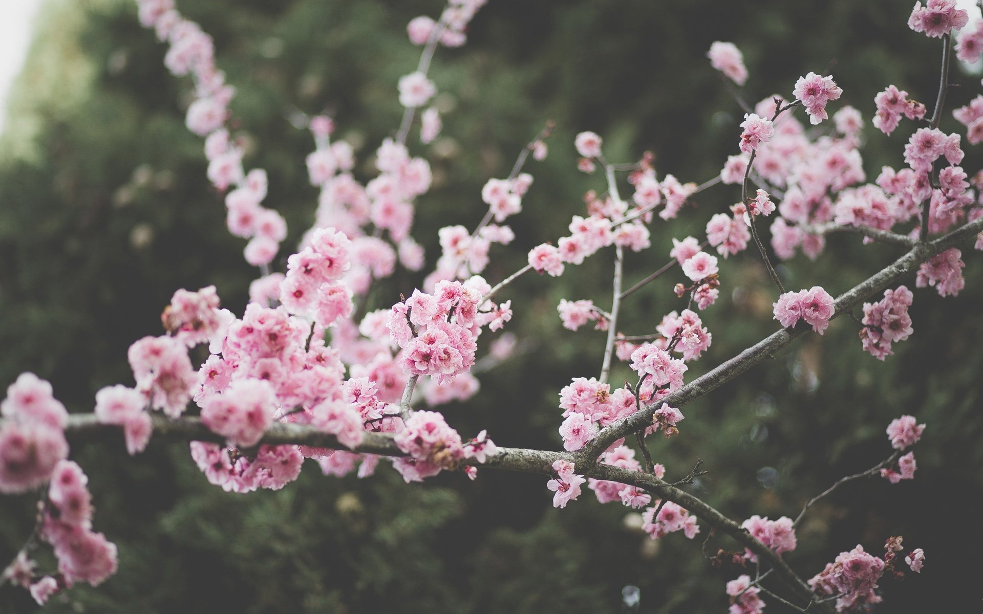 Обои цветы, природа, цветение, ветки, весна, сакура, flowers, nature, flowering, branches, spring, sakura разрешение 2880x1920 Загрузить