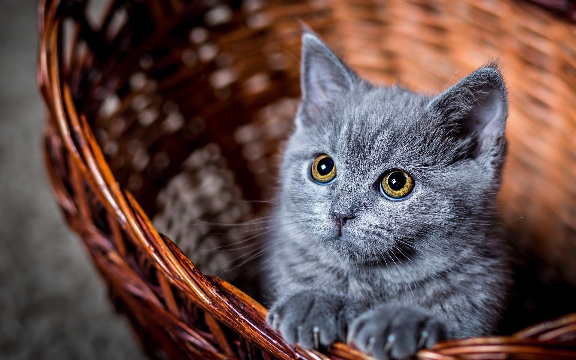 Обои глаза, усы, кошка, взгляд, котенок, серый, корзинка, к, eyes, mustache, cat, look, kitty, grey, basket, to разрешение 2048x1366 Загрузить