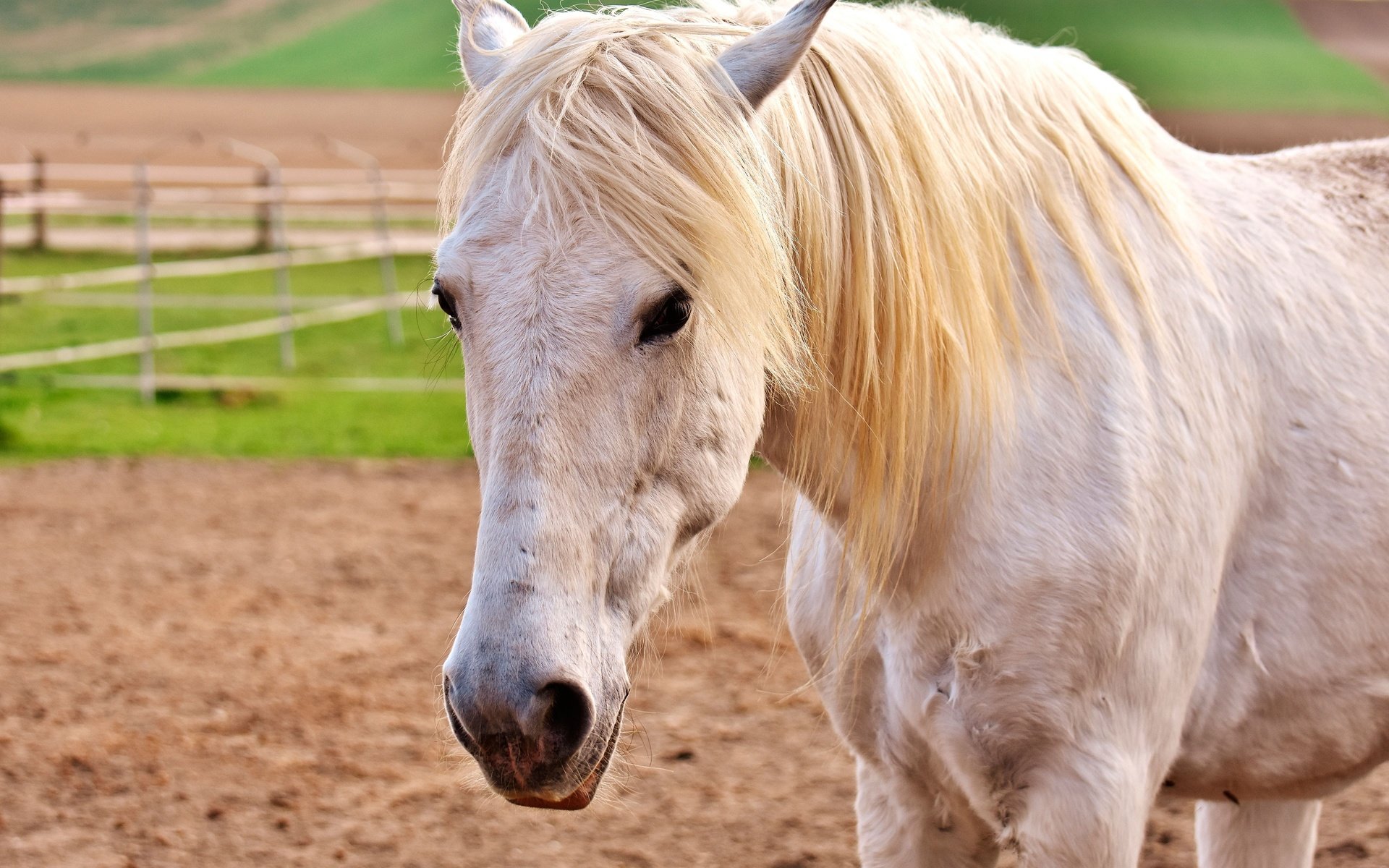 Обои глаза, морда, лошадь, взгляд, конь, грива, белая, eyes, face, horse, look, mane, white разрешение 3840x2560 Загрузить