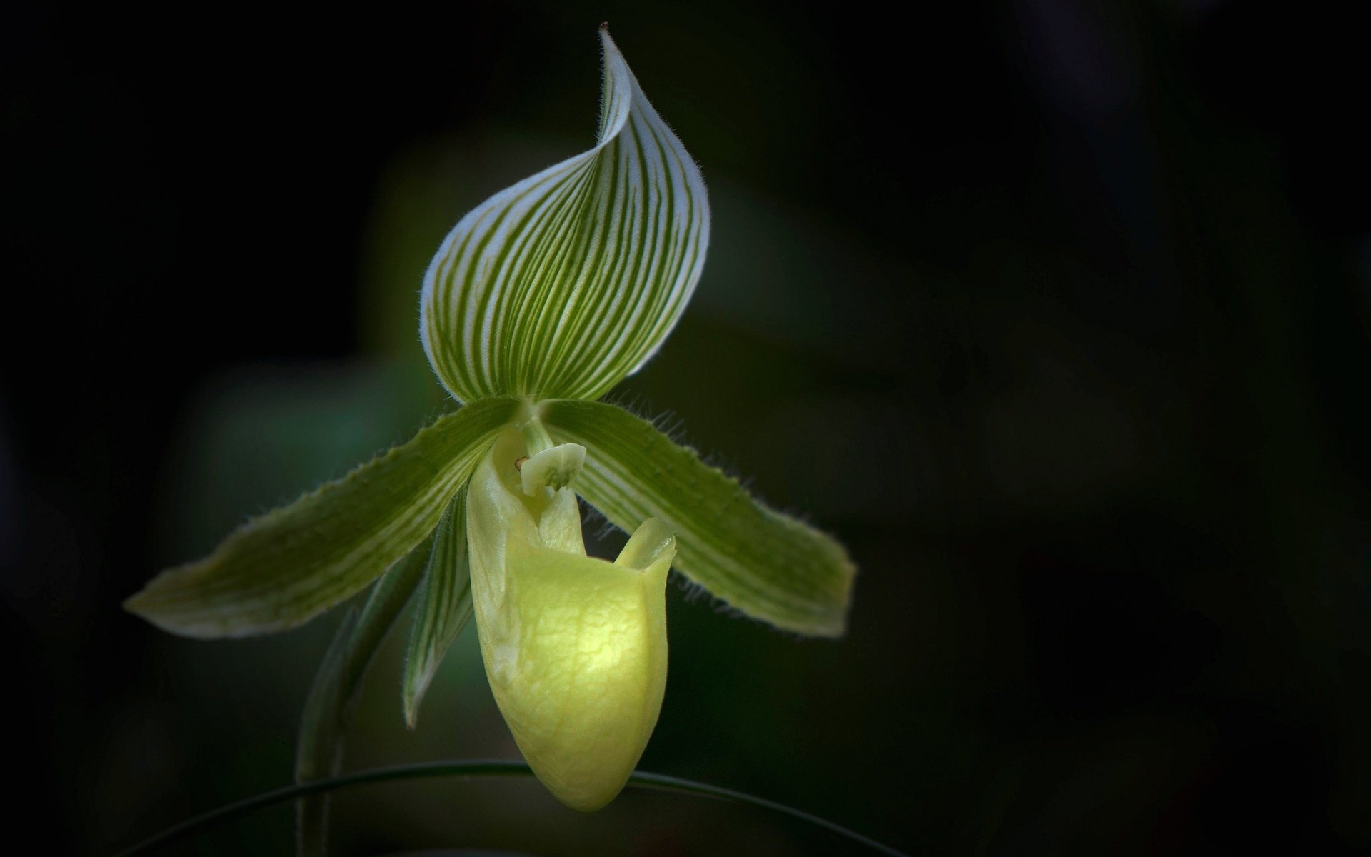 Обои макро, цветок, лепестки, орхидея, macro, flower, petals, orchid разрешение 2048x1360 Загрузить