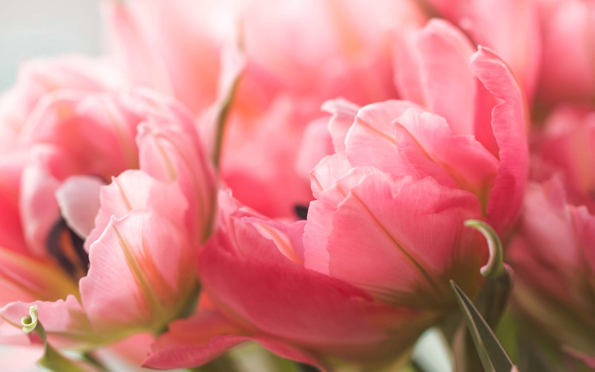 Обои цветы, макро, лепестки, тюльпаны, розовые, flowers, macro, petals, tulips, pink разрешение 2048x1365 Загрузить
