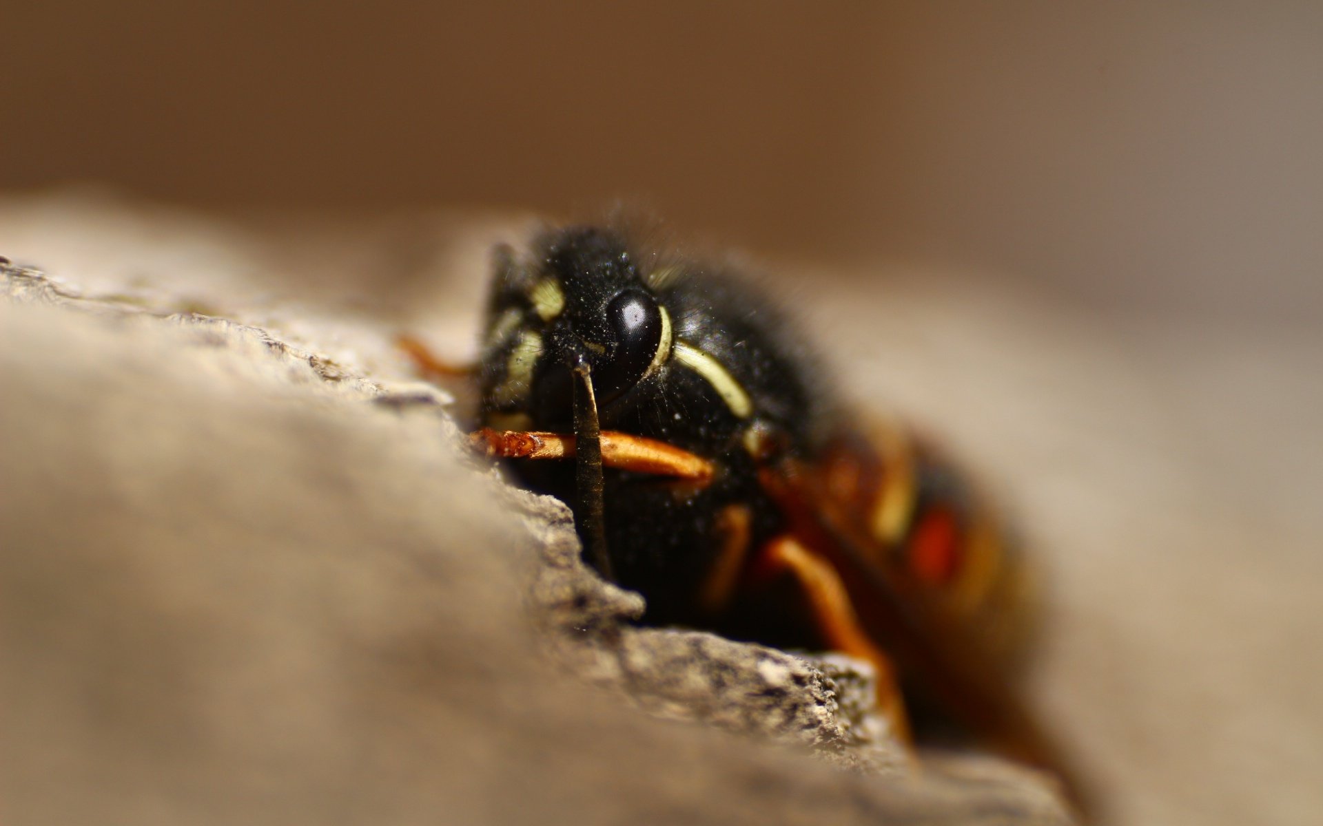 Обои макро, насекомое, размытость, оса, крупным планом, macro, insect, blur, osa, closeup разрешение 1920x1280 Загрузить