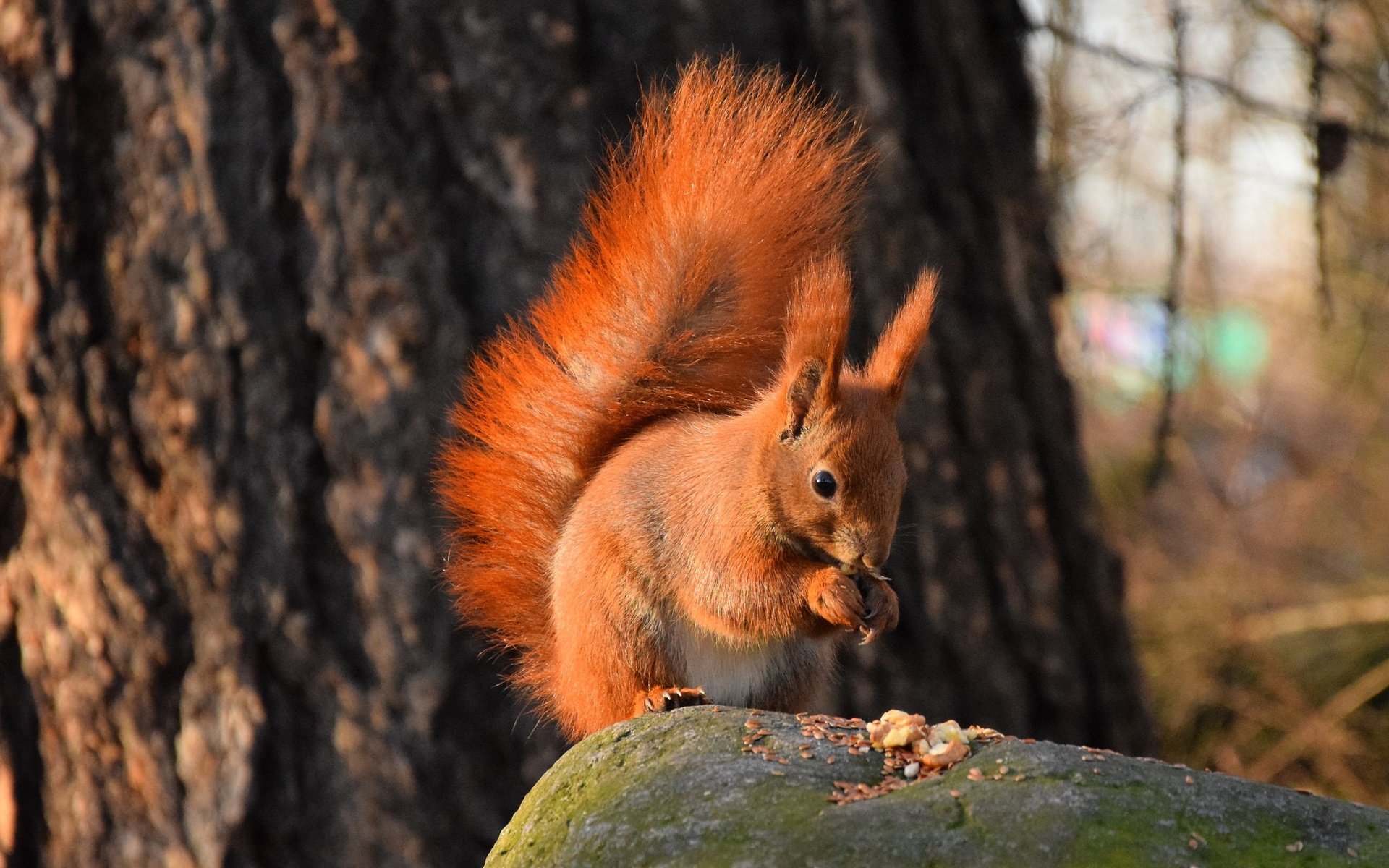 Обои природа, камень, белка, хвост, белочка, грызун, nature, stone, protein, tail, squirrel, rodent разрешение 2048x1365 Загрузить