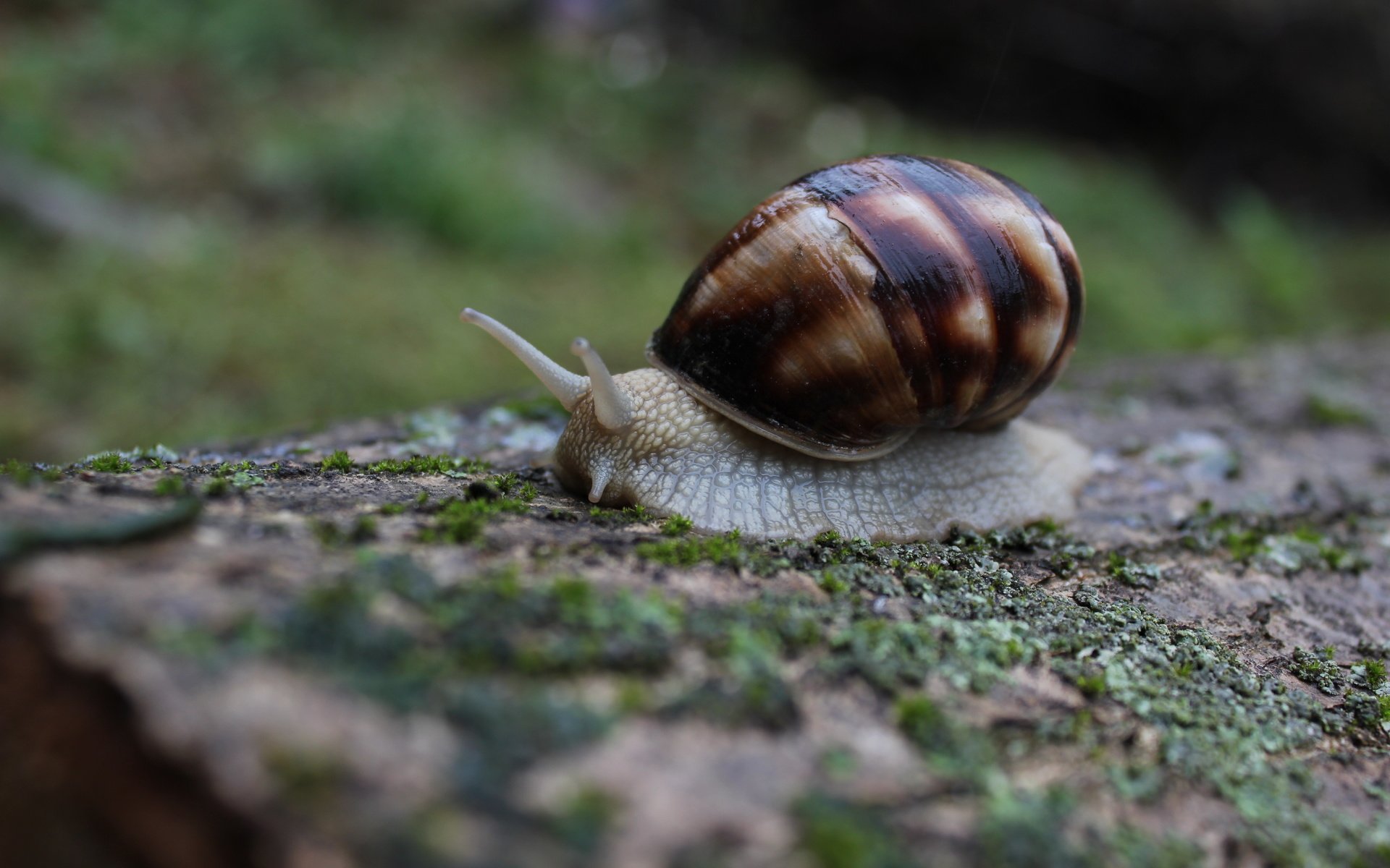 Обои природа, макро, моллюск, улитка, слизень, nature, macro, clam, snail, slug разрешение 5184x3456 Загрузить