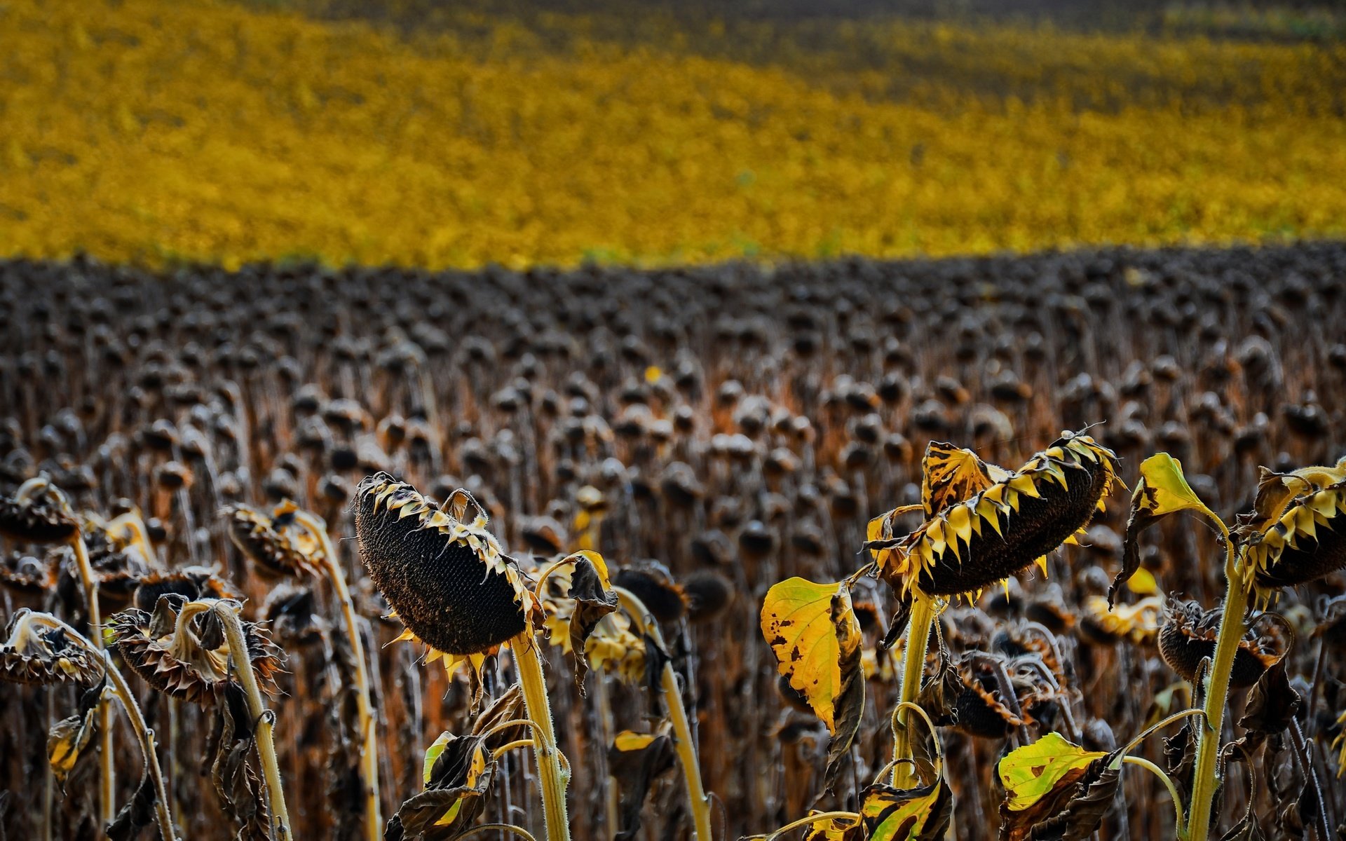 Обои природа, поле, подсолнухи, семечки, nature, field, sunflowers, seeds разрешение 2560x1590 Загрузить