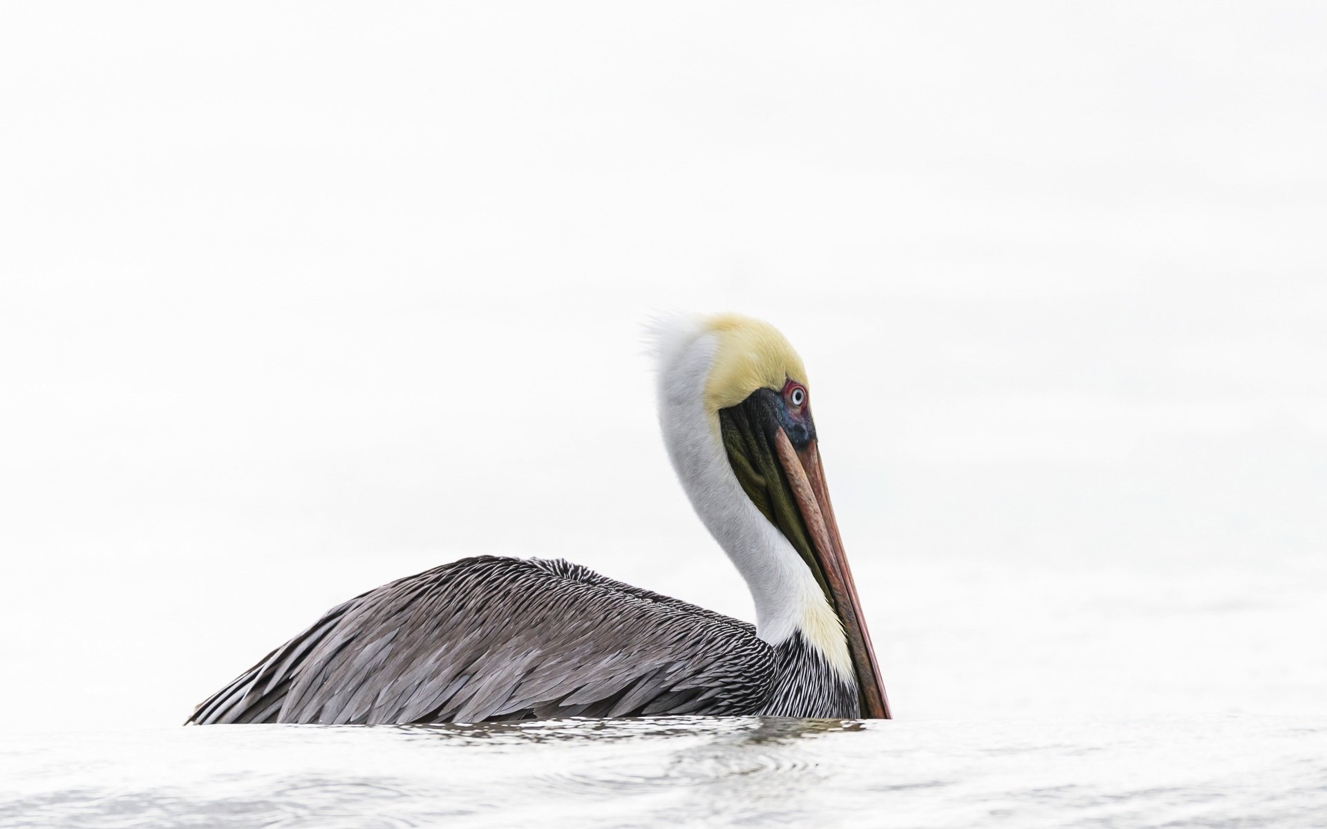 Обои вода, природа, птица, пеликан, water, nature, bird, pelican разрешение 2400x1503 Загрузить