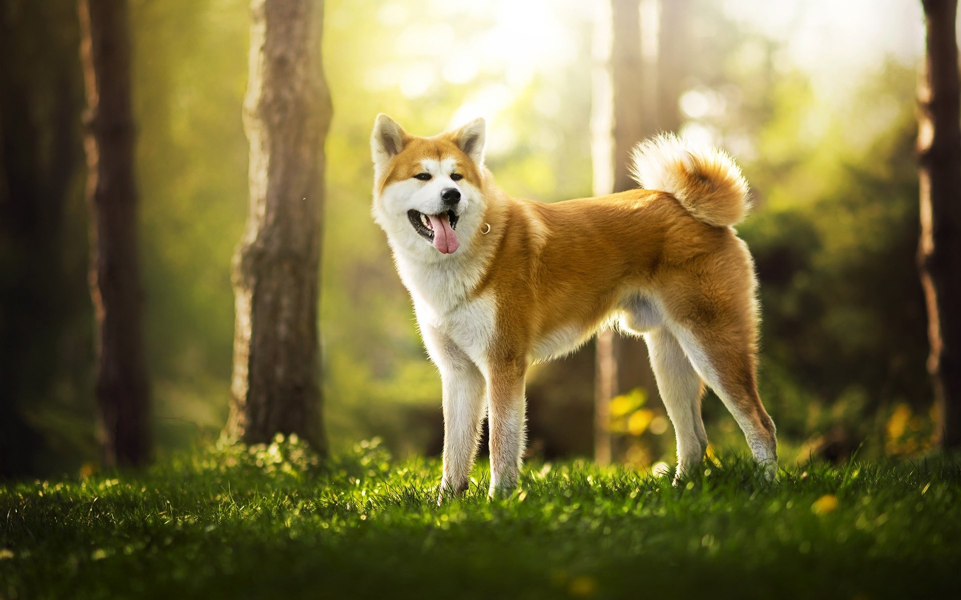 Обои природа, собака, рыжая, язык, ame, сиба-ину, акита, dackelpuppy, nature, dog, red, language, shiba inu, akita разрешение 2048x1331 Загрузить