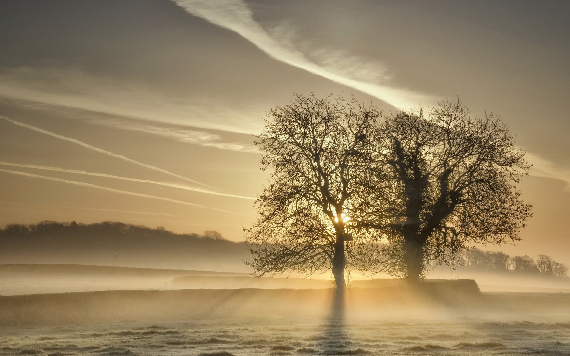 Обои деревья, природа, туман, поле, trees, nature, fog, field разрешение 2048x1313 Загрузить