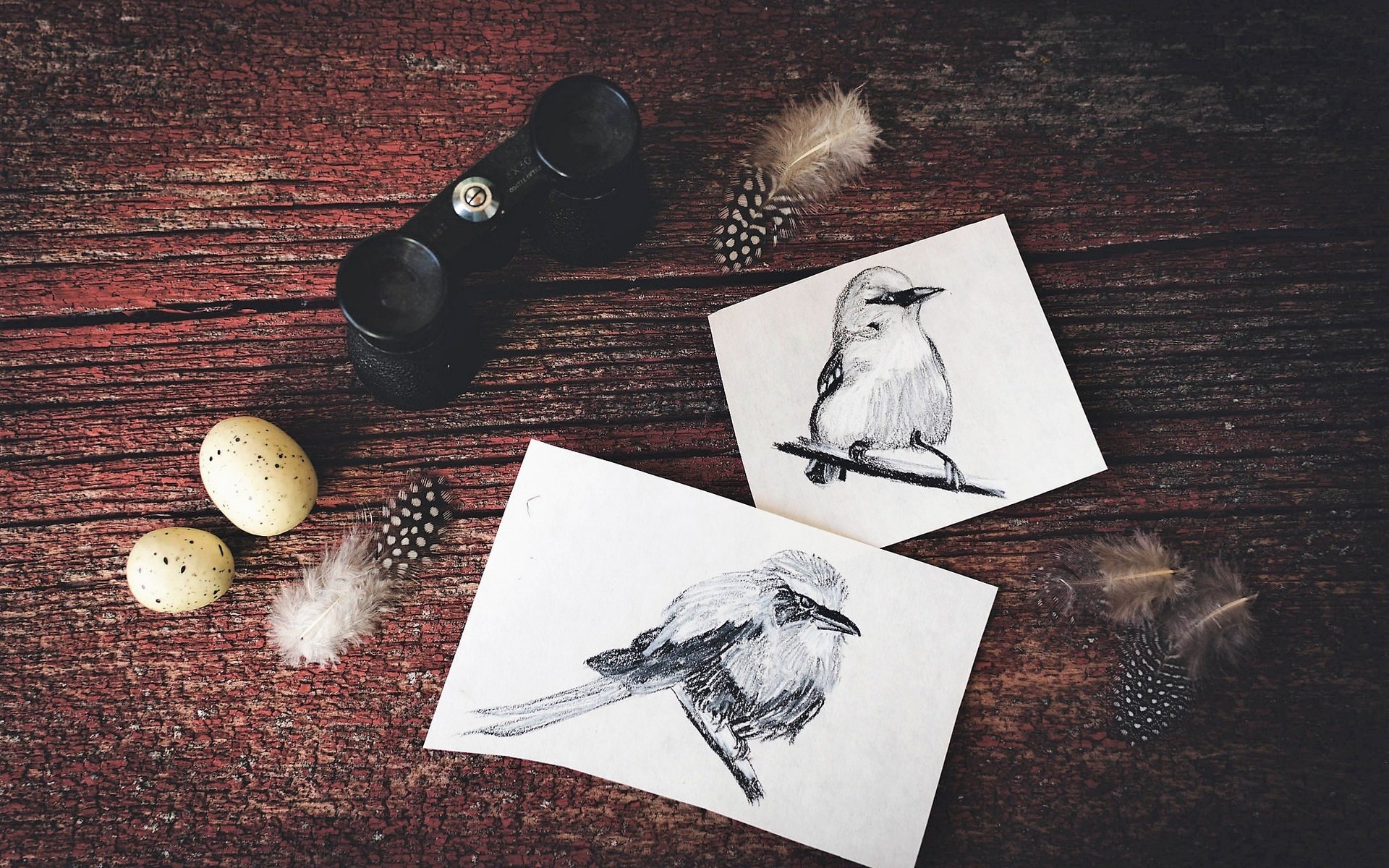 Обои птицы, рисунки, перья, яйца, птичка, бинокль, birds, drawings, feathers, eggs, bird, binoculars разрешение 2048x1365 Загрузить