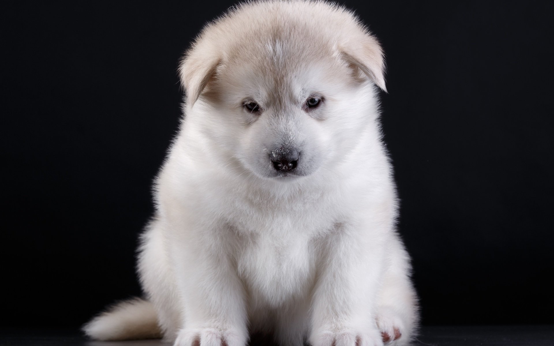 Обои глаза, мордочка, взгляд, собака, щенок, порода, акита, eyes, muzzle, look, dog, puppy, breed, akita разрешение 3000x2072 Загрузить